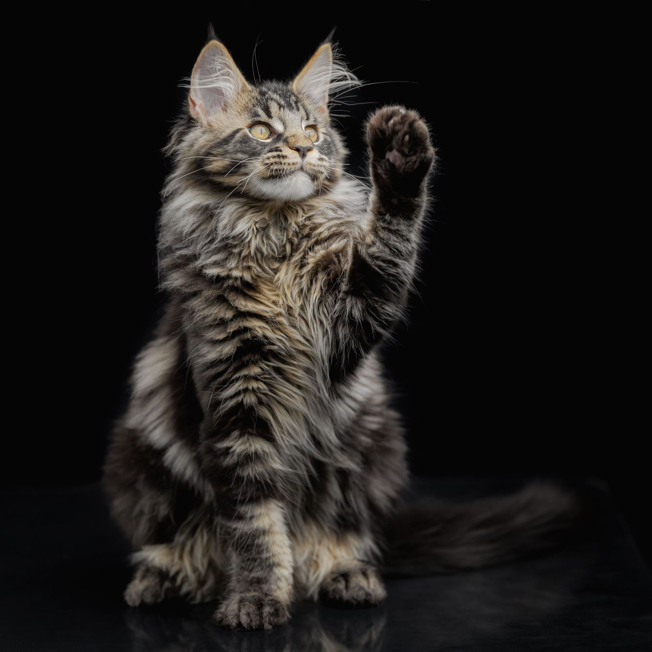 Котята породы мейн-кун. Фотограф-анималист Юлия Зубкова