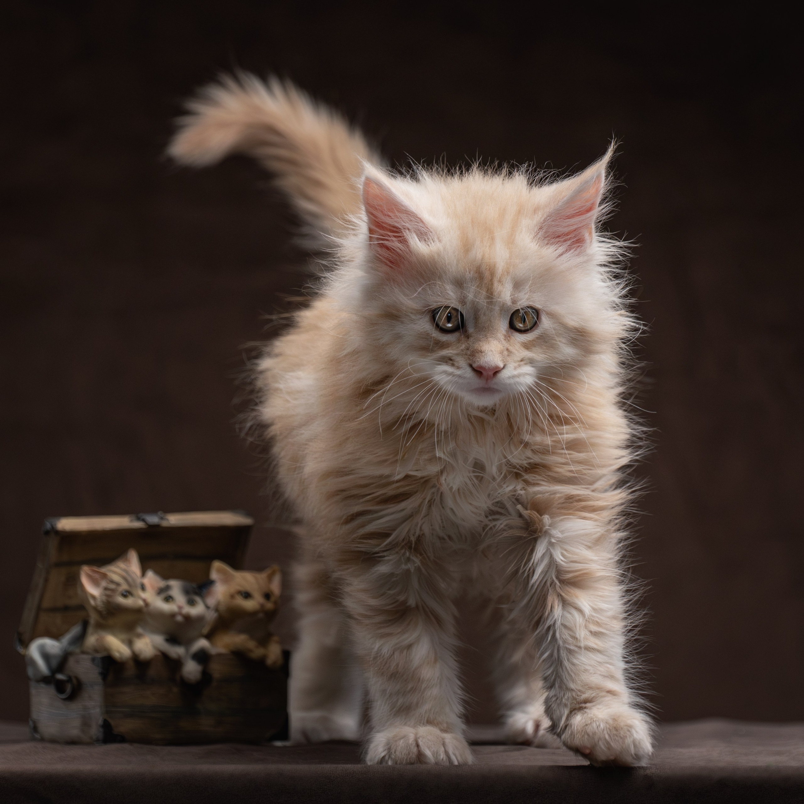 Котята породы мейн-кун. Фотограф-анималист Юлия Зубкова
