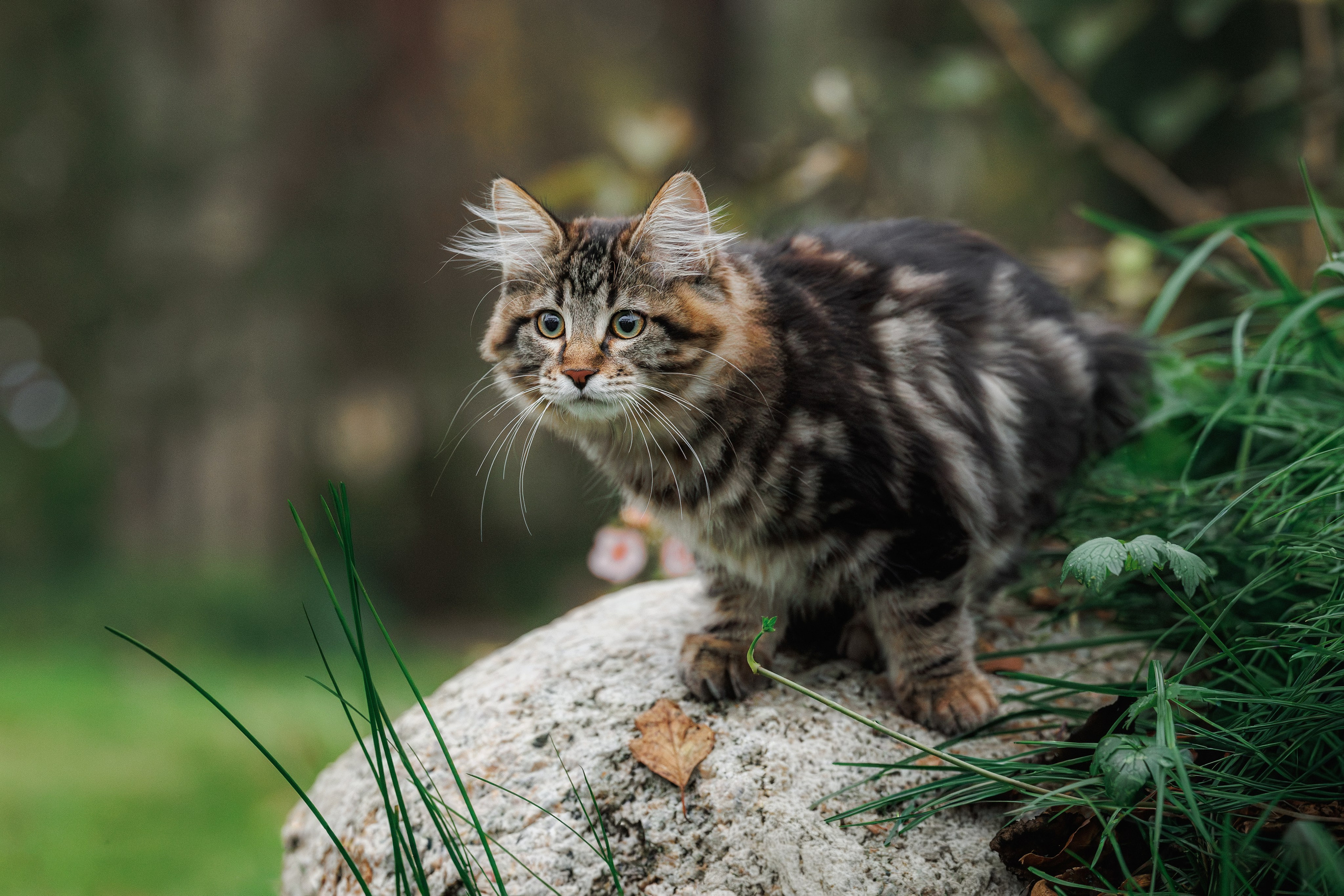 Котята породы курильский бобтейл. Фотограф-анималист Юлия Зубкова