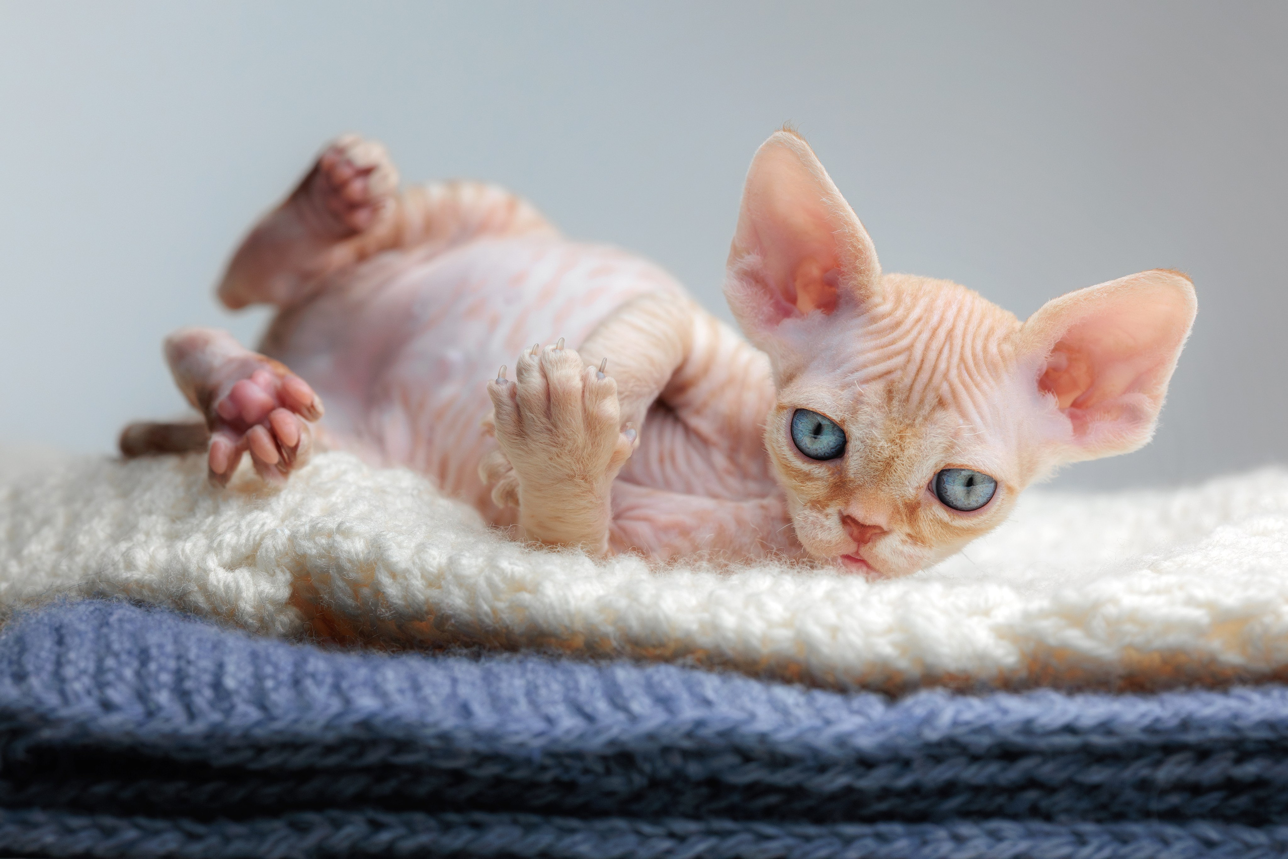 Котята породы девон-рекс. Фотограф-анималист Юлия Зубкова