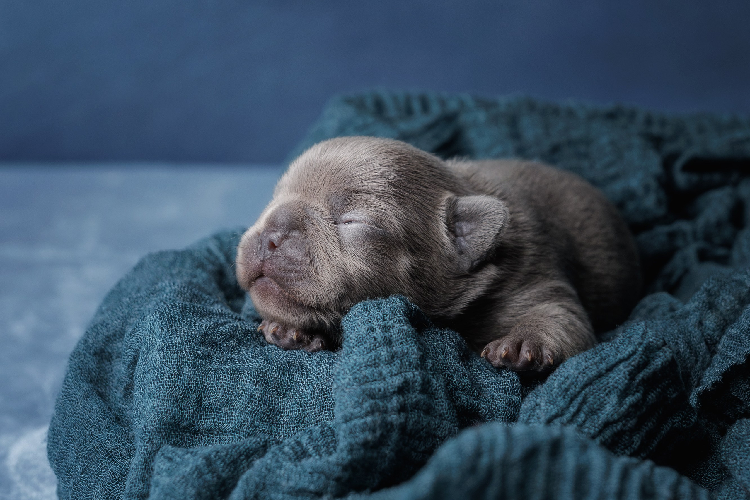 Нью-борн съемка щенков французского бульдога. Фотограф-анималист Юлия Зубкова