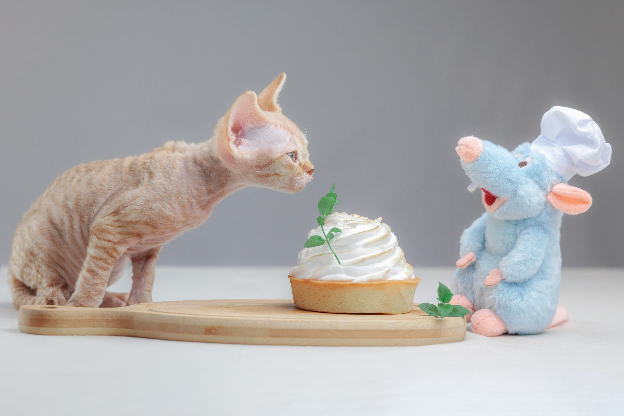 Котята породы девон-рекс. Фотограф-анималист Юлия Зубкова