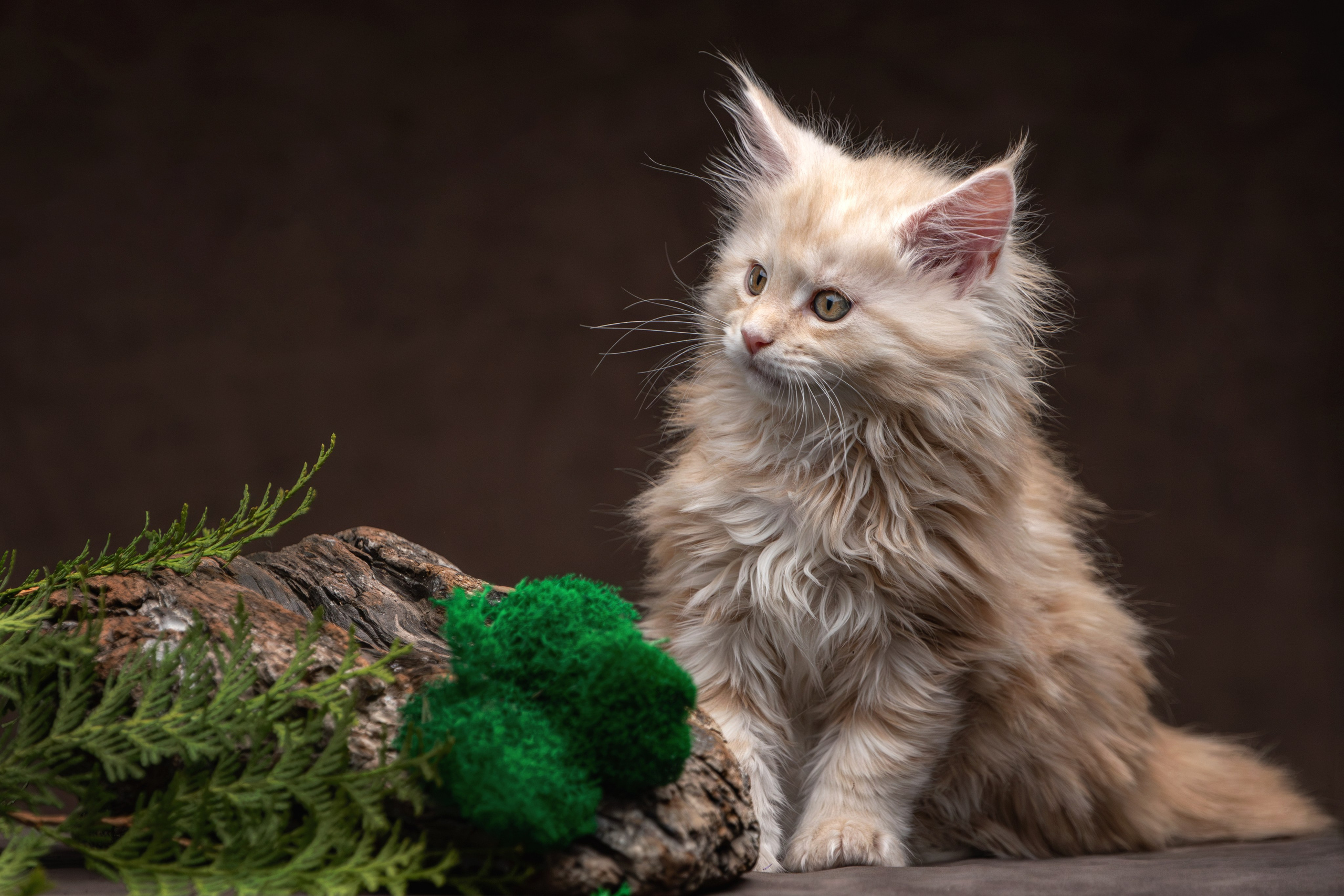 Котята породы мейн-кун. Фотограф-анималист Юлия Зубкова
