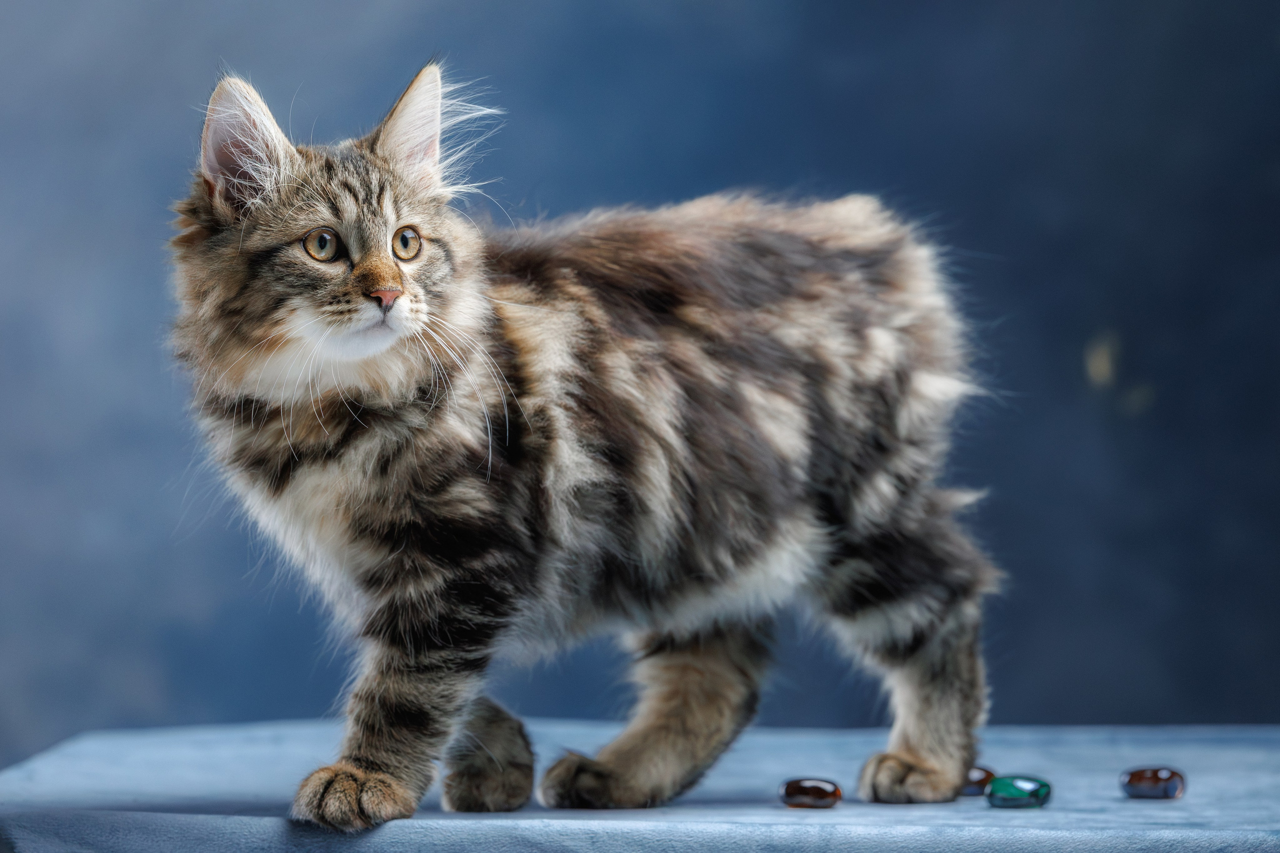 Котята породы курильский бобтейл. Фотограф-анималист Юлия Зубкова