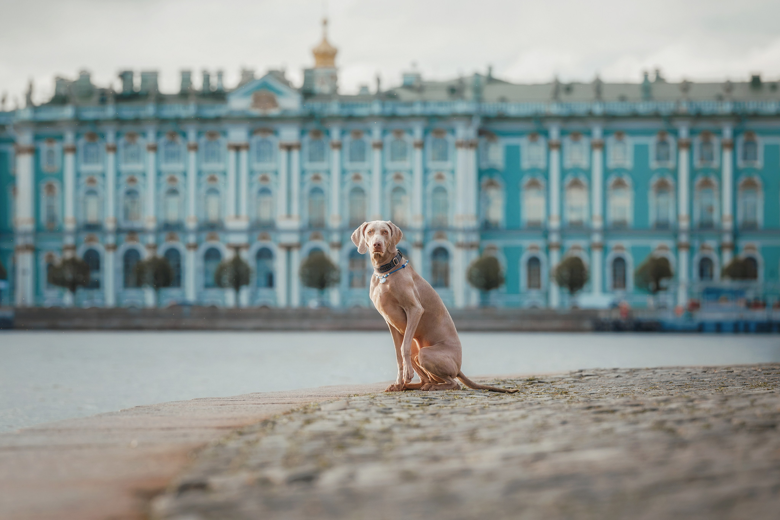 Рассветная съемка на стрелке Васильевского острова. Фотограф-анималист Юлия Зубкова