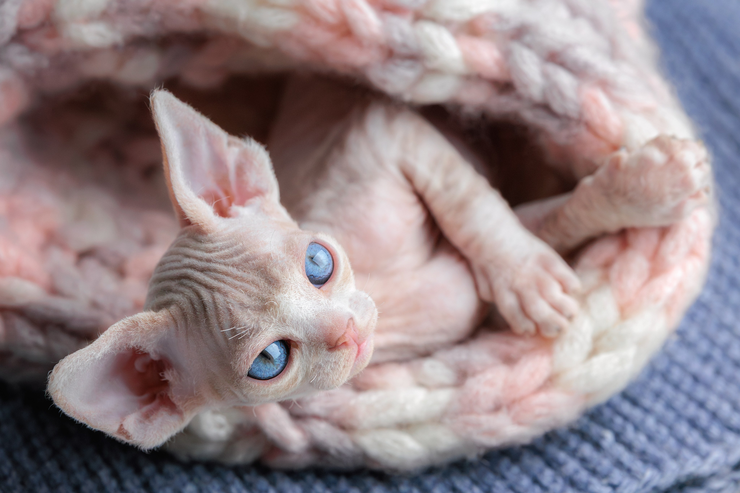 Котята породы девон-рекс. Фотограф-анималист Юлия Зубкова