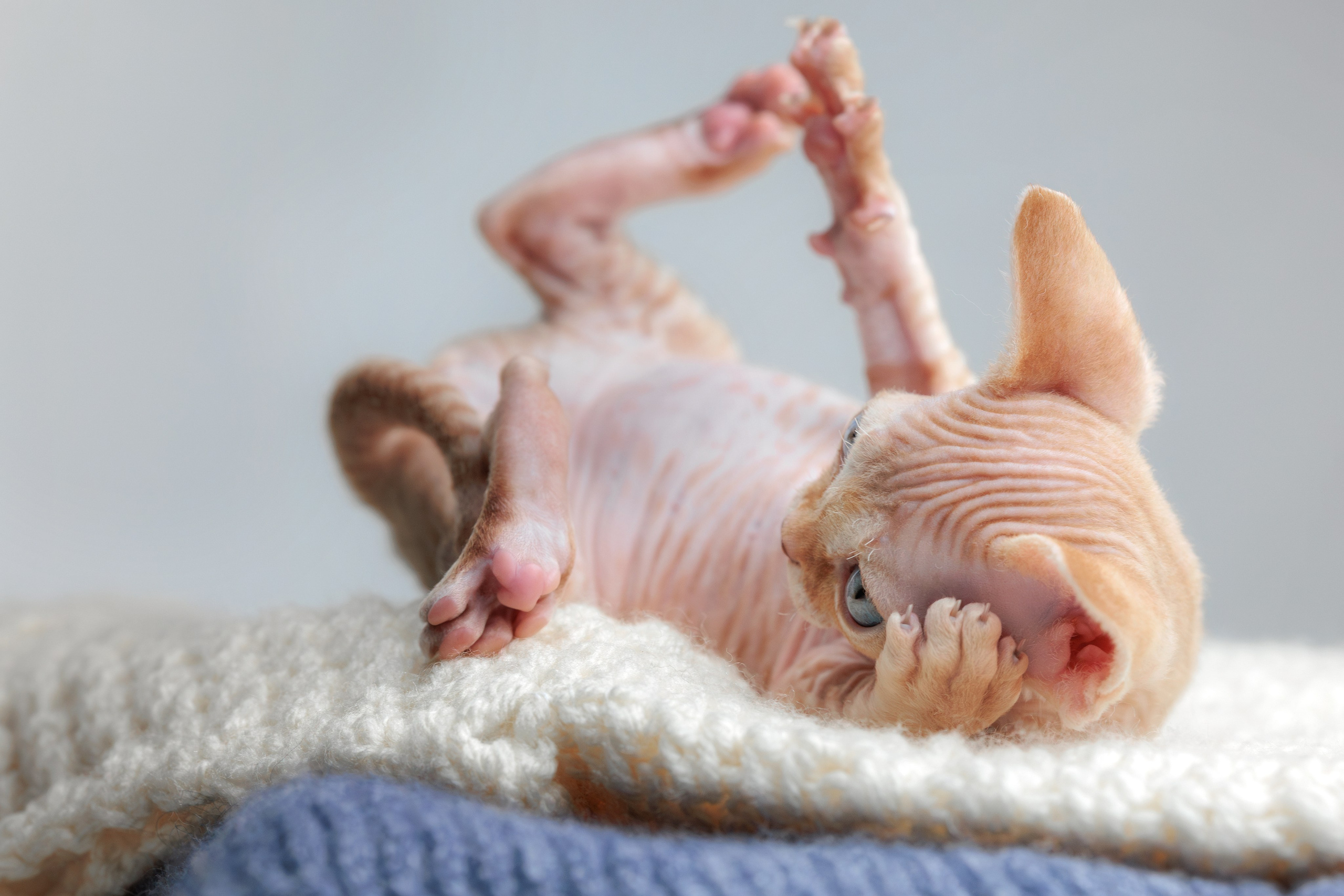 Котята породы девон-рекс. Фотограф-анималист Юлия Зубкова