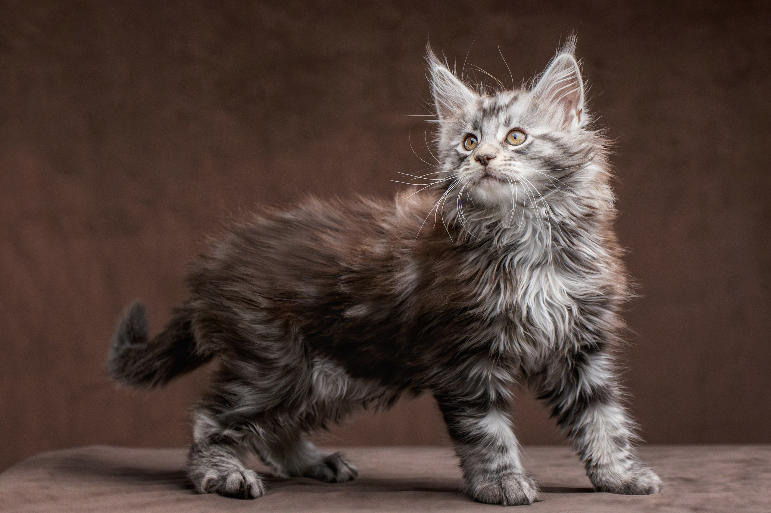 Котята породы мейн-кун. Фотограф-анималист Юлия Зубкова