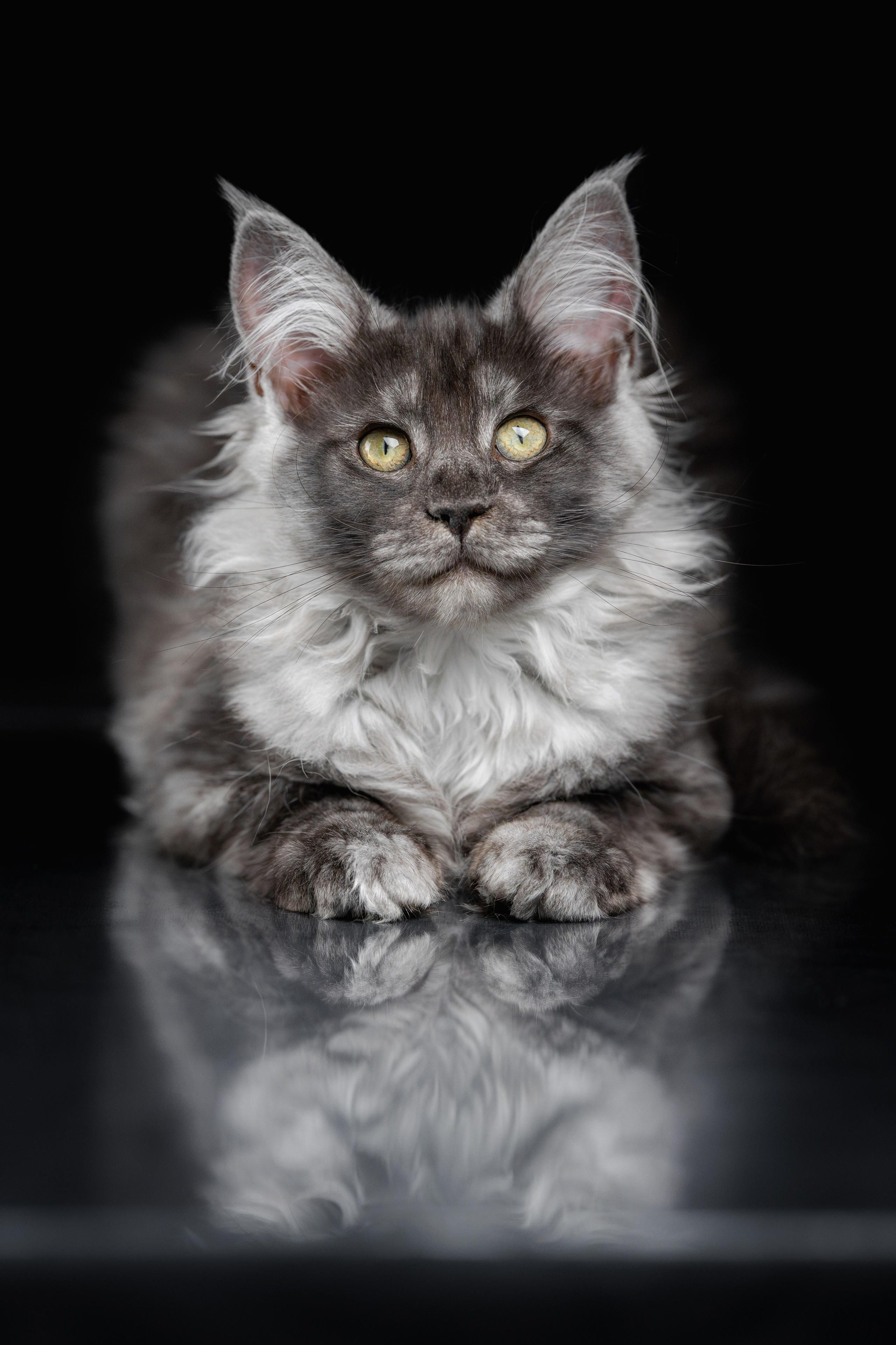 Котята породы мейн-кун. Фотограф-анималист Юлия Зубкова