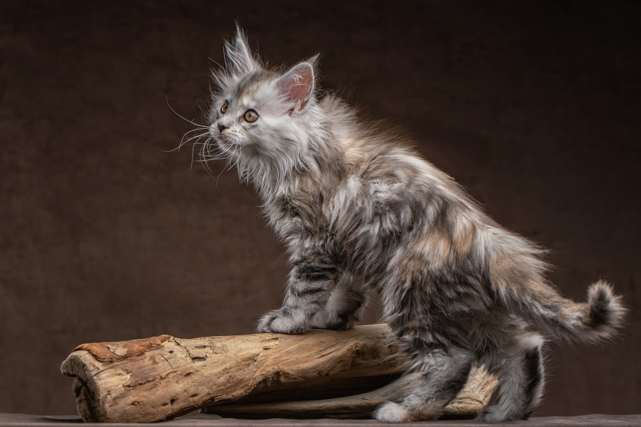 Котята породы мейн-кун. Фотограф-анималист Юлия Зубкова