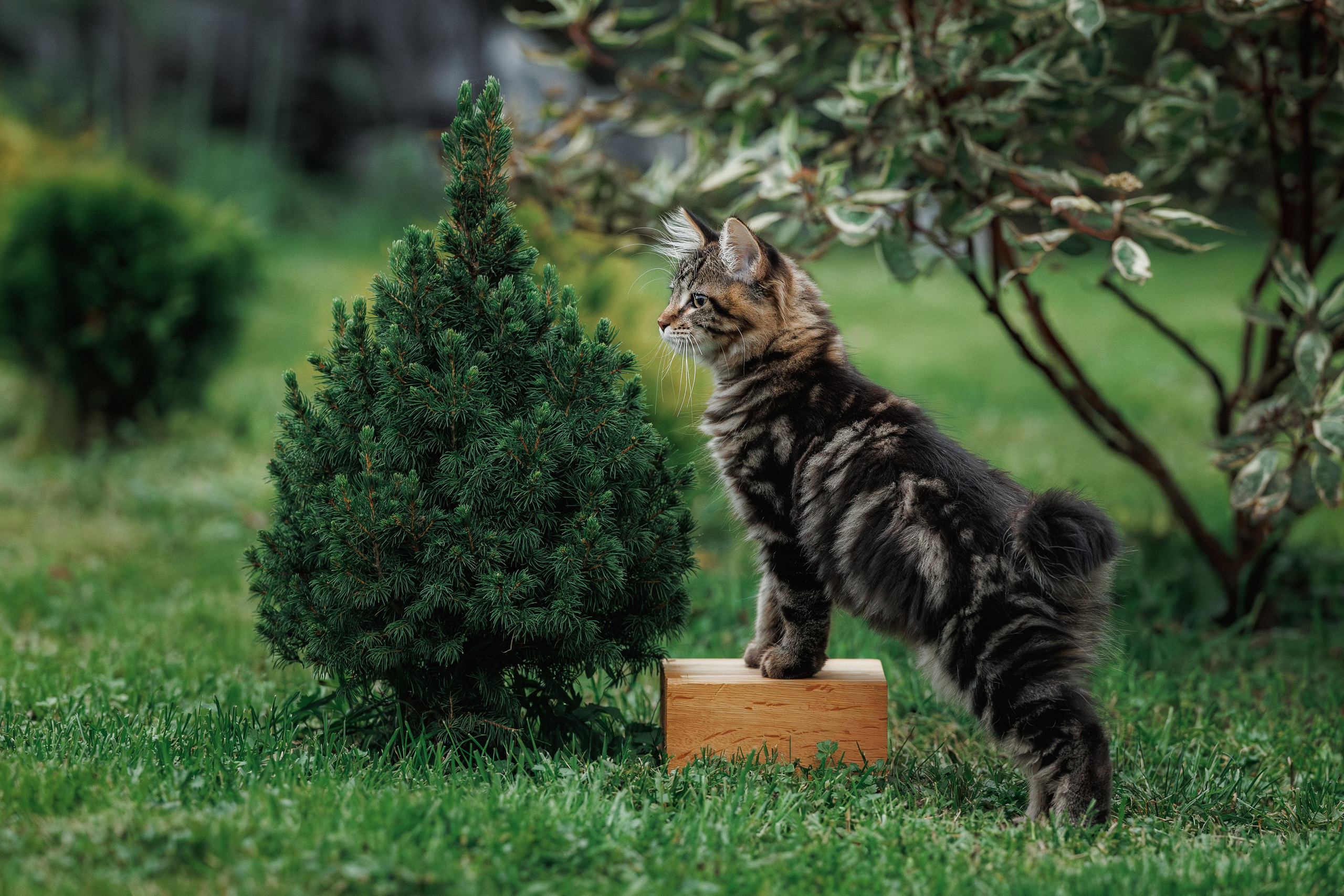 Котята породы курильский бобтейл. Фотограф-анималист Юлия Зубкова