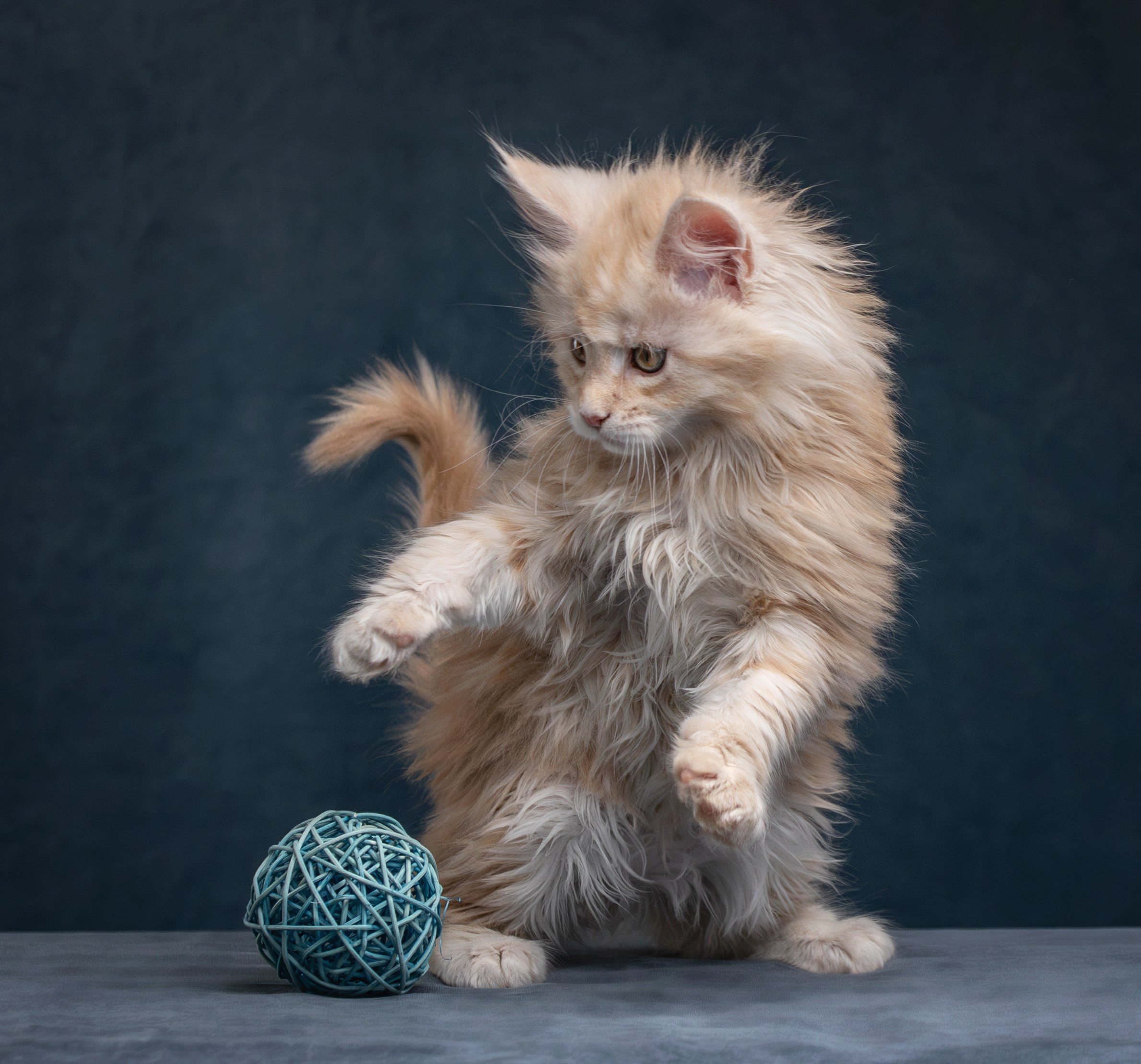 Котята породы мейн-кун. Фотограф-анималист Юлия Зубкова