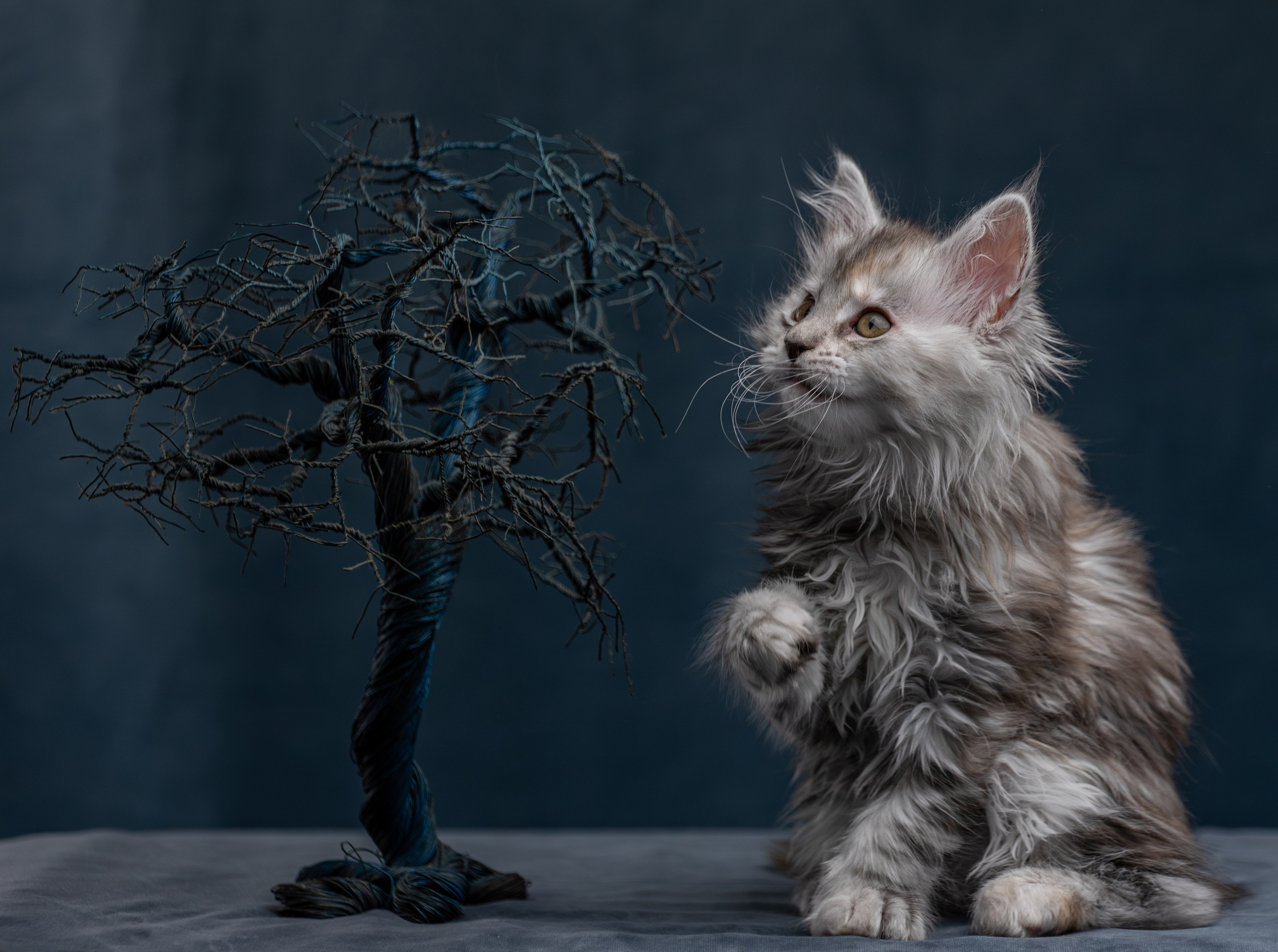 Котята породы мейн-кун. Фотограф-анималист Юлия Зубкова