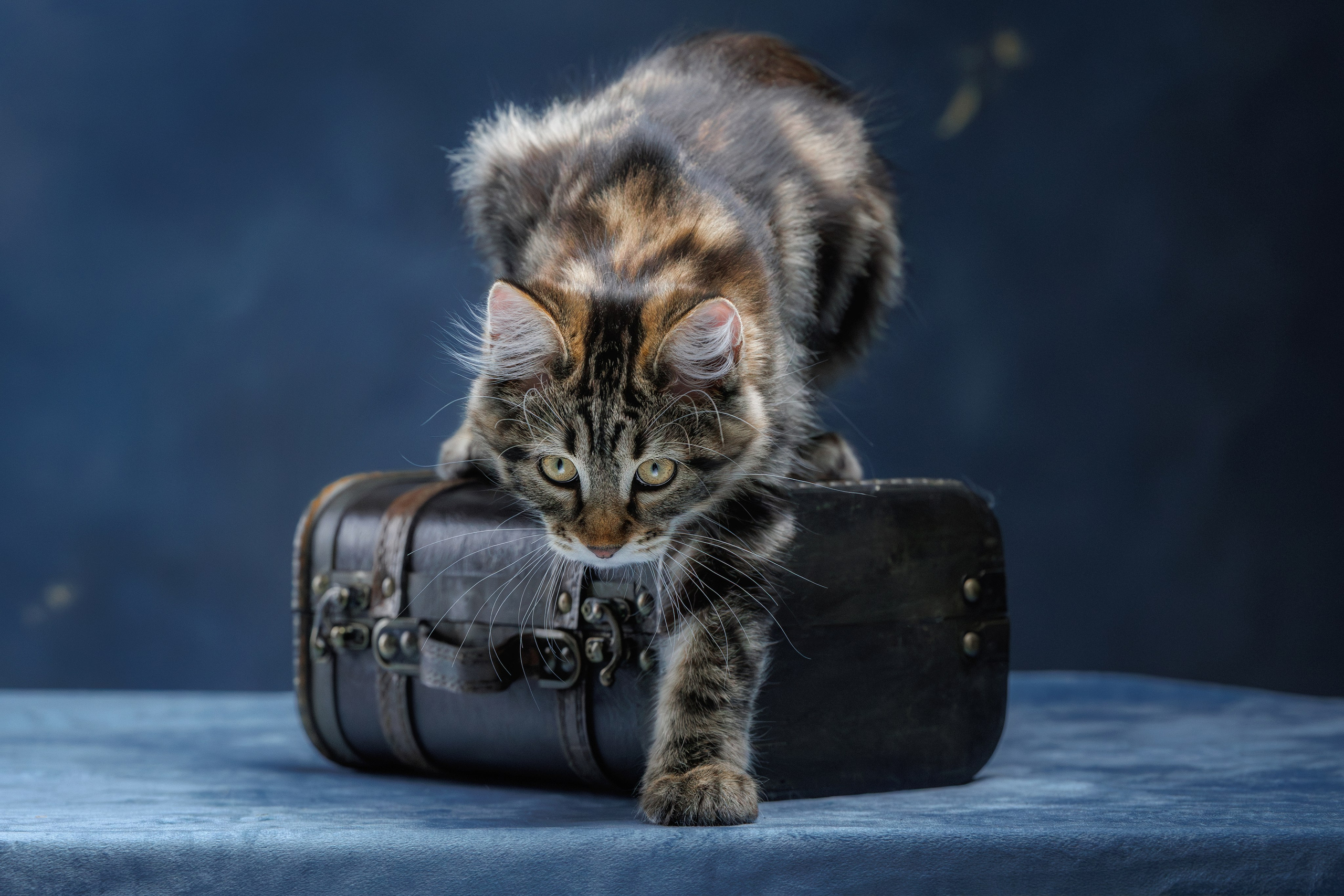 Котята породы курильский бобтейл. Фотограф-анималист Юлия Зубкова