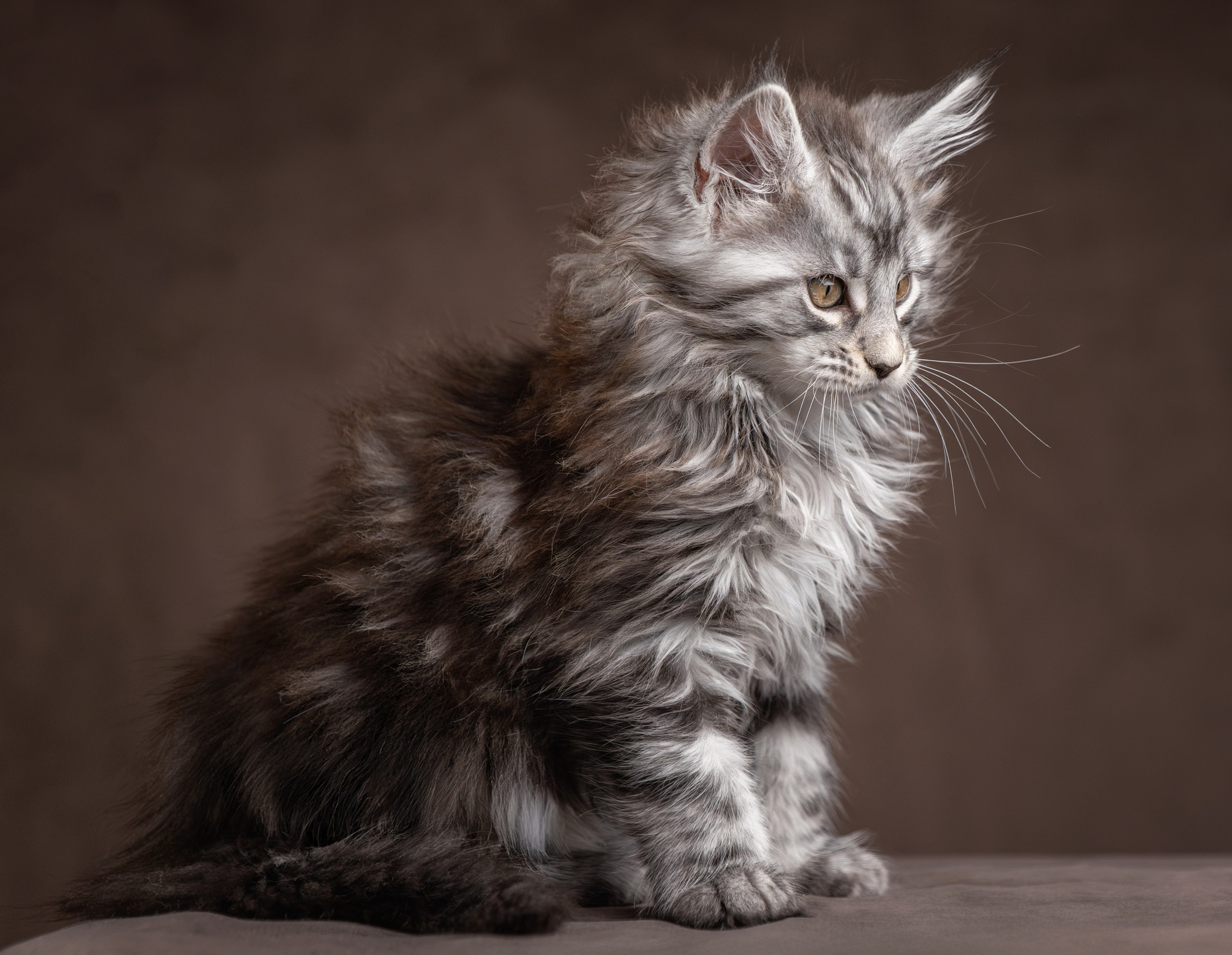 Котята породы мейн-кун. Фотограф-анималист Юлия Зубкова