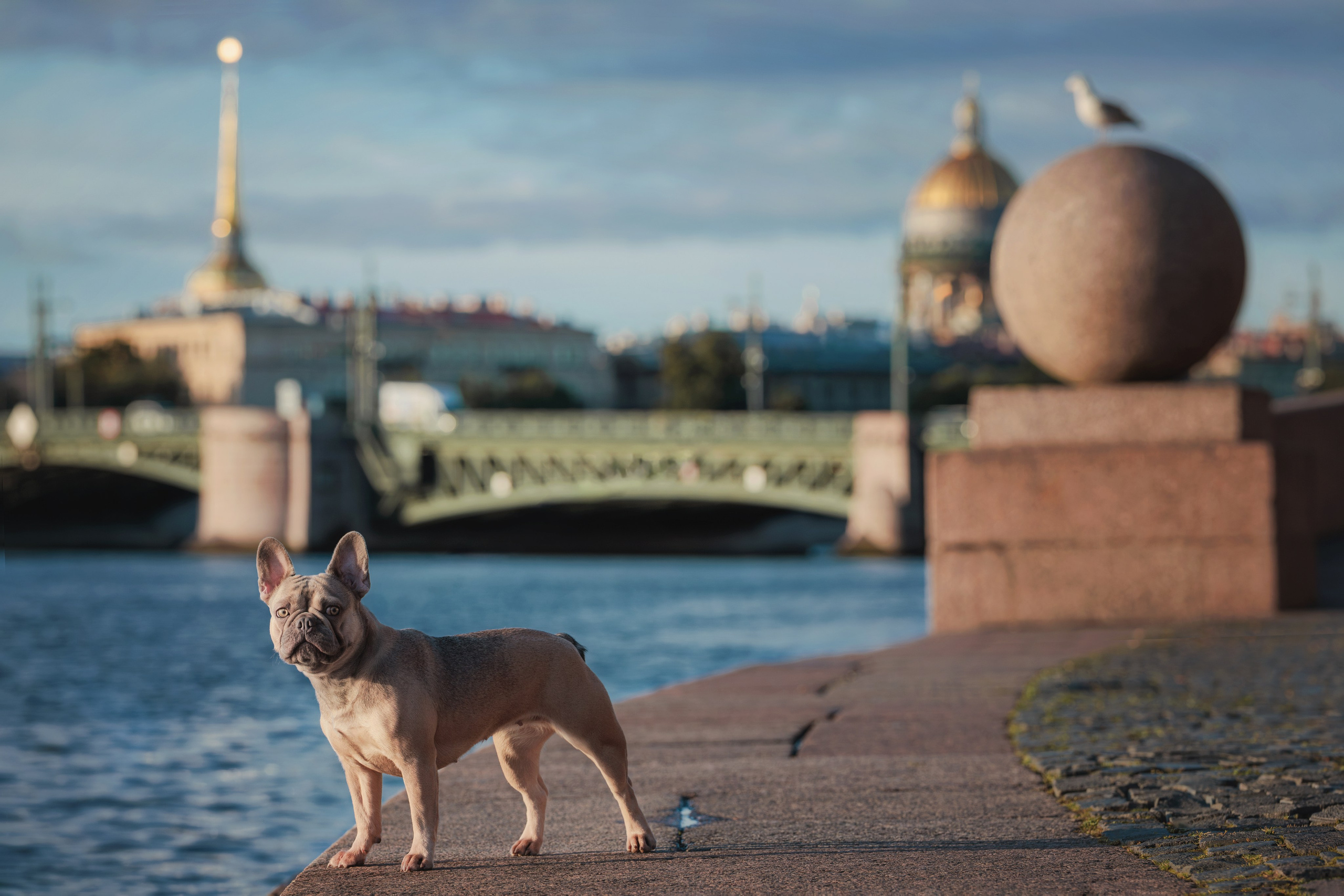 Рассвет на стрелке Васильевского острова. Фотограф-анималист Юлия Зубкова