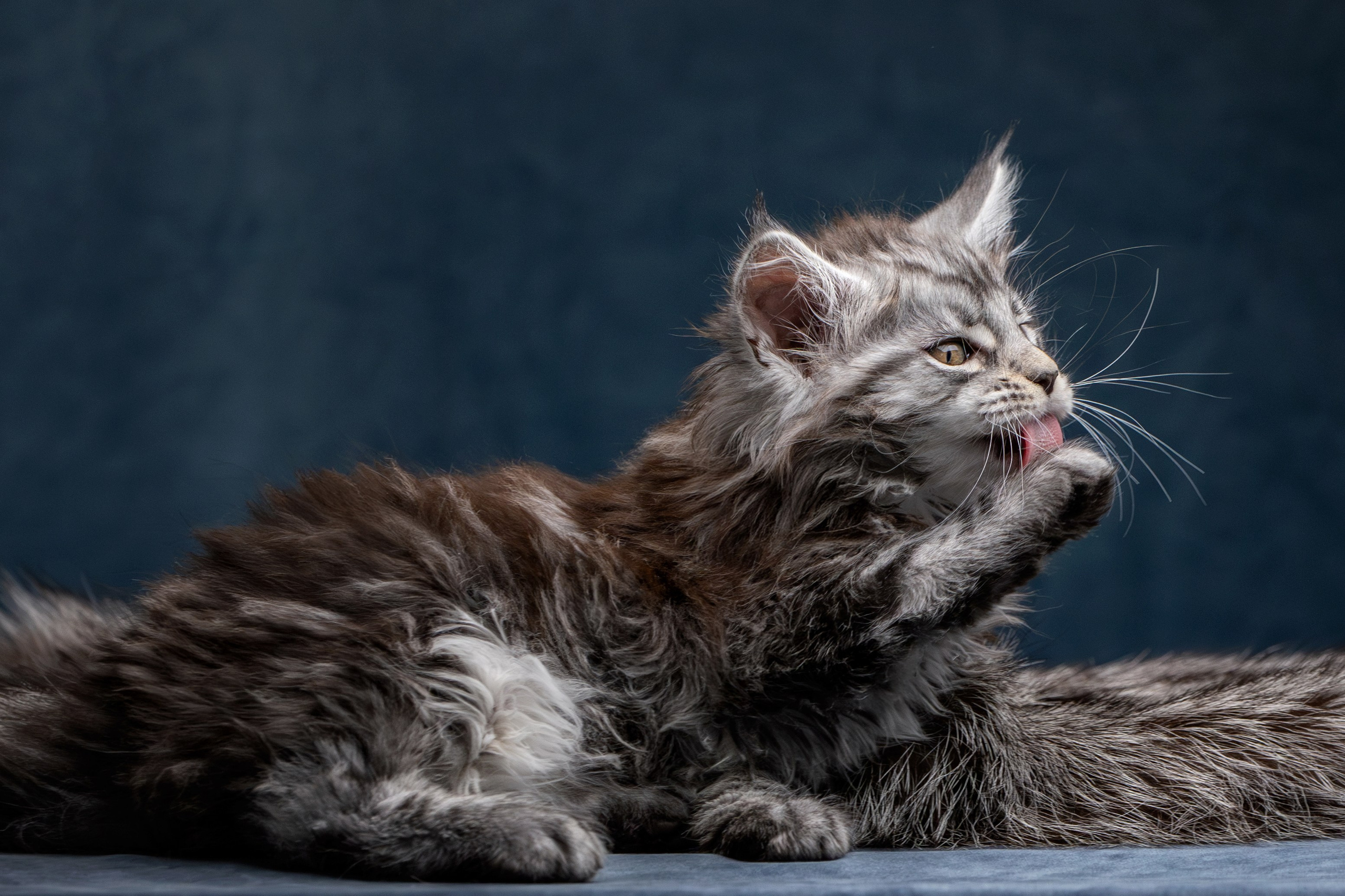 Котята породы мейн-кун. Фотограф-анималист Юлия Зубкова