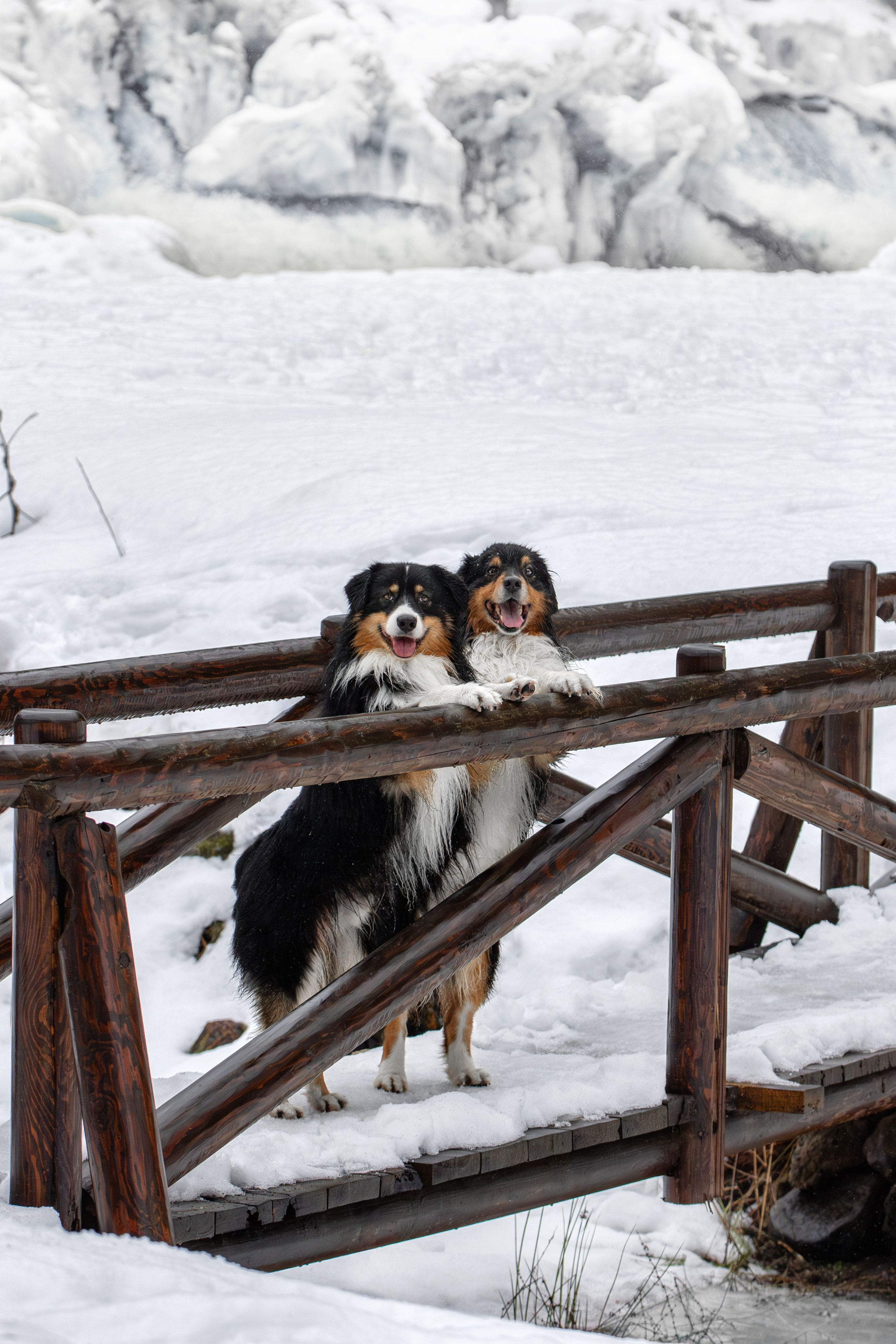Замерзший водопад. Фотограф-анималист Юлия Зубкова