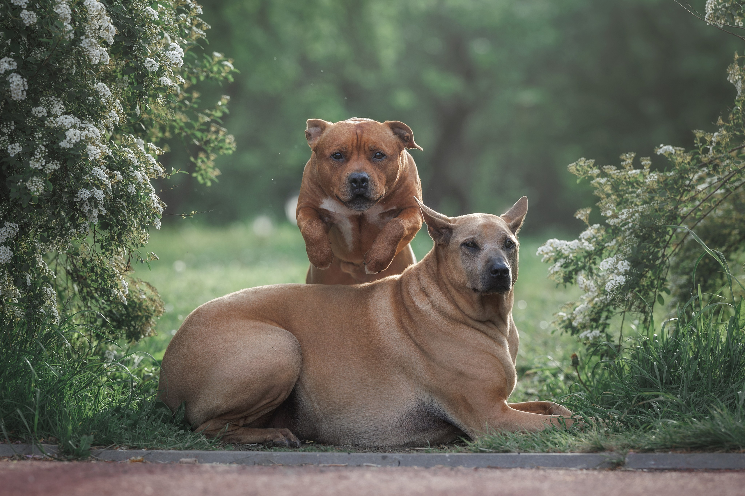 Утренняя прогулка в сирени. Фотограф-анималист Юлия Зубкова
