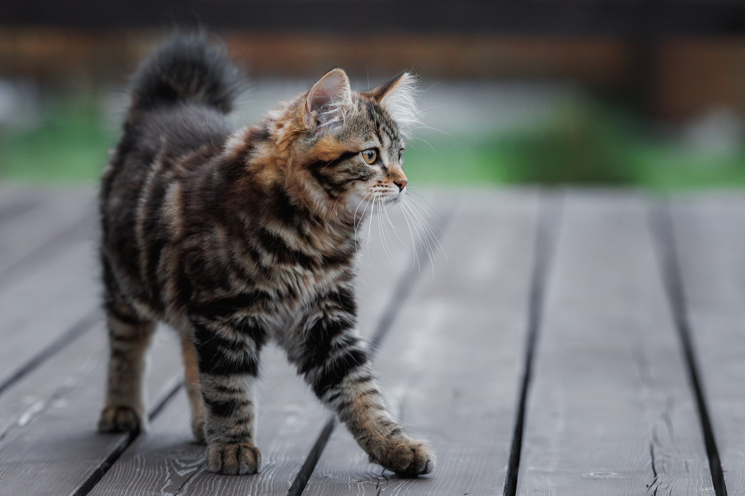 Котята породы курильский бобтейл. Фотограф-анималист Юлия Зубкова