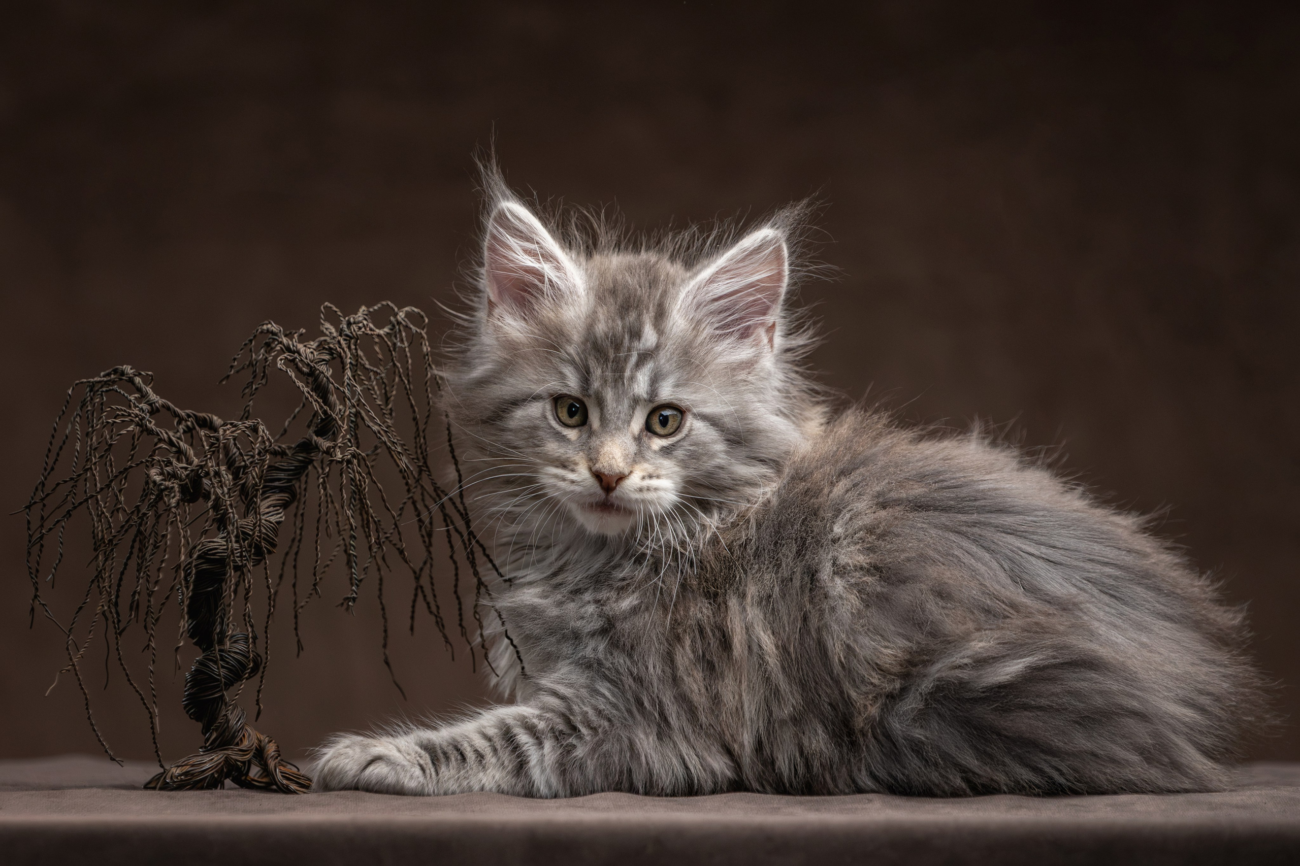 Котята породы мейн-кун. Фотограф-анималист Юлия Зубкова