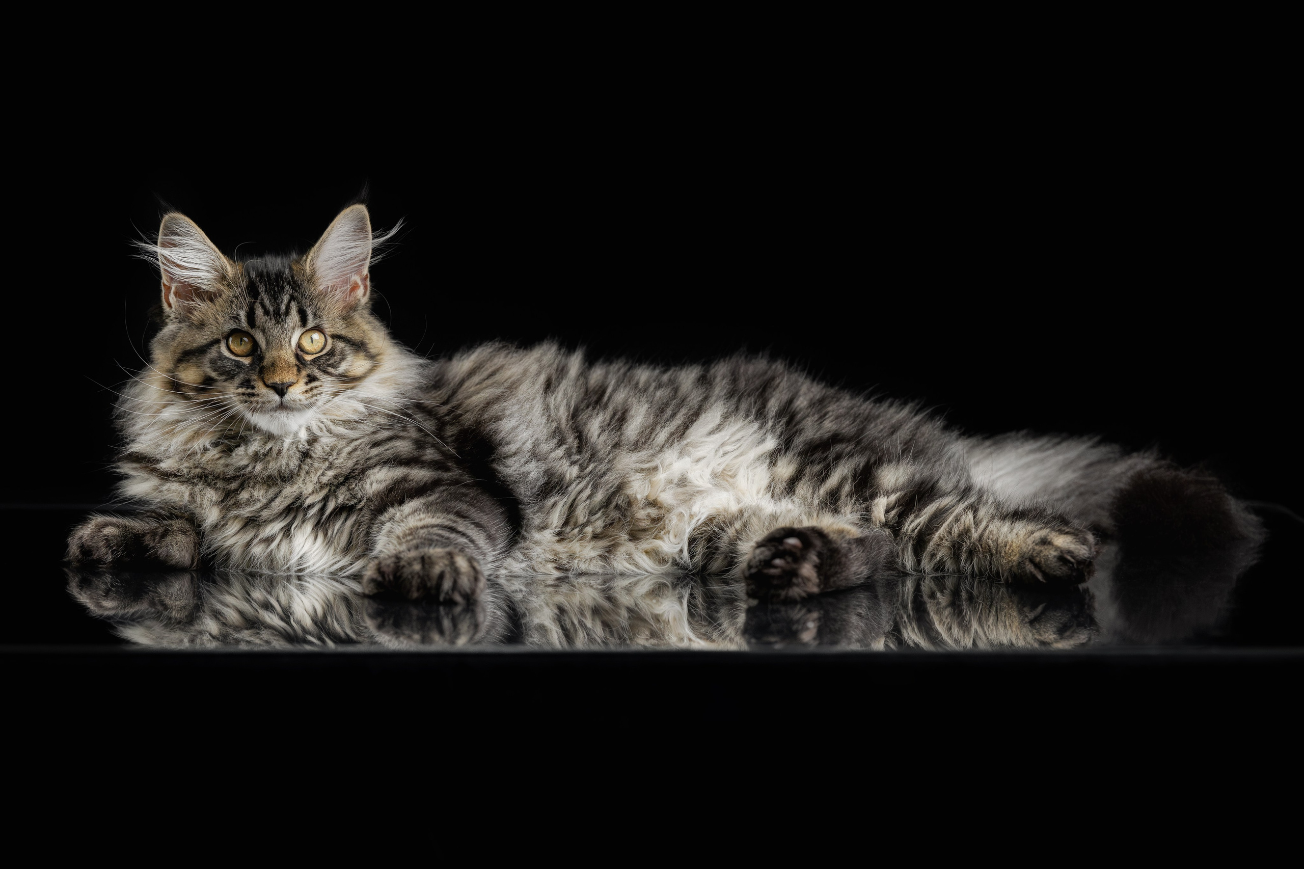 Котята породы мейн-кун. Фотограф-анималист Юлия Зубкова