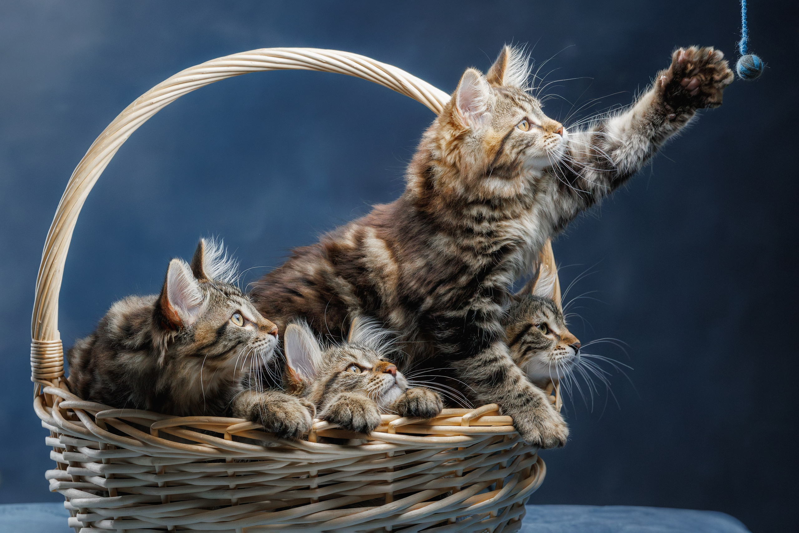 Котята породы курильский бобтейл. Фотограф-анималист Юлия Зубкова