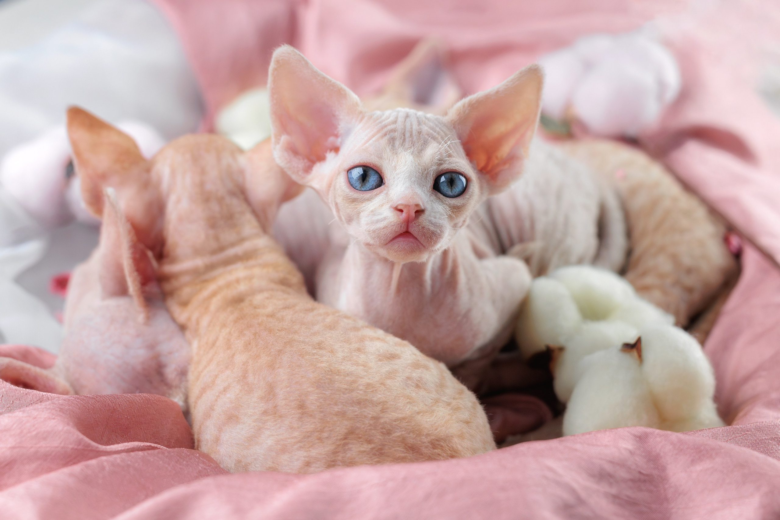 Котята породы девон-рекс. Фотограф-анималист Юлия Зубкова