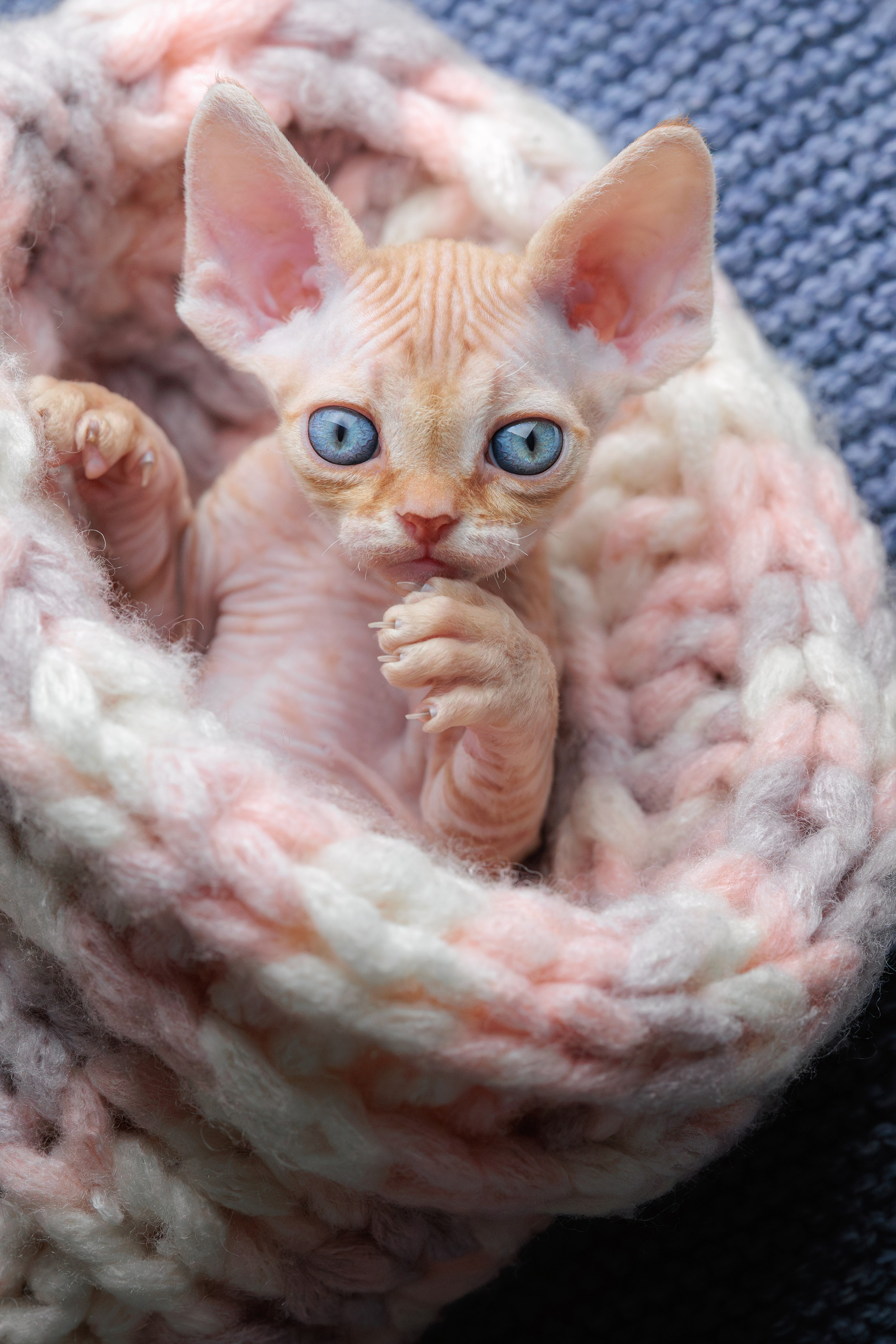 Котята породы девон-рекс. Фотограф-анималист Юлия Зубкова