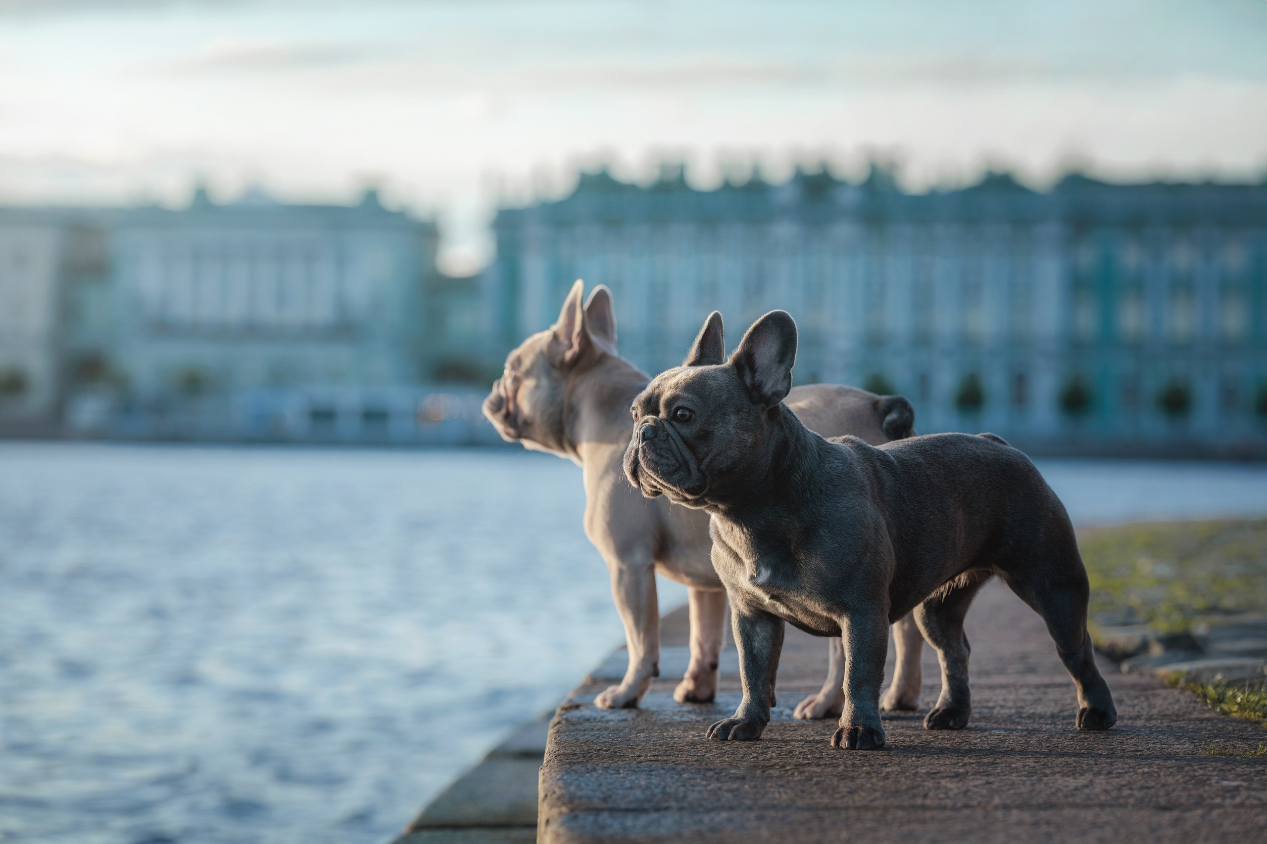 Рассвет на стрелке Васильевского острова. Фотограф-анималист Юлия Зубкова