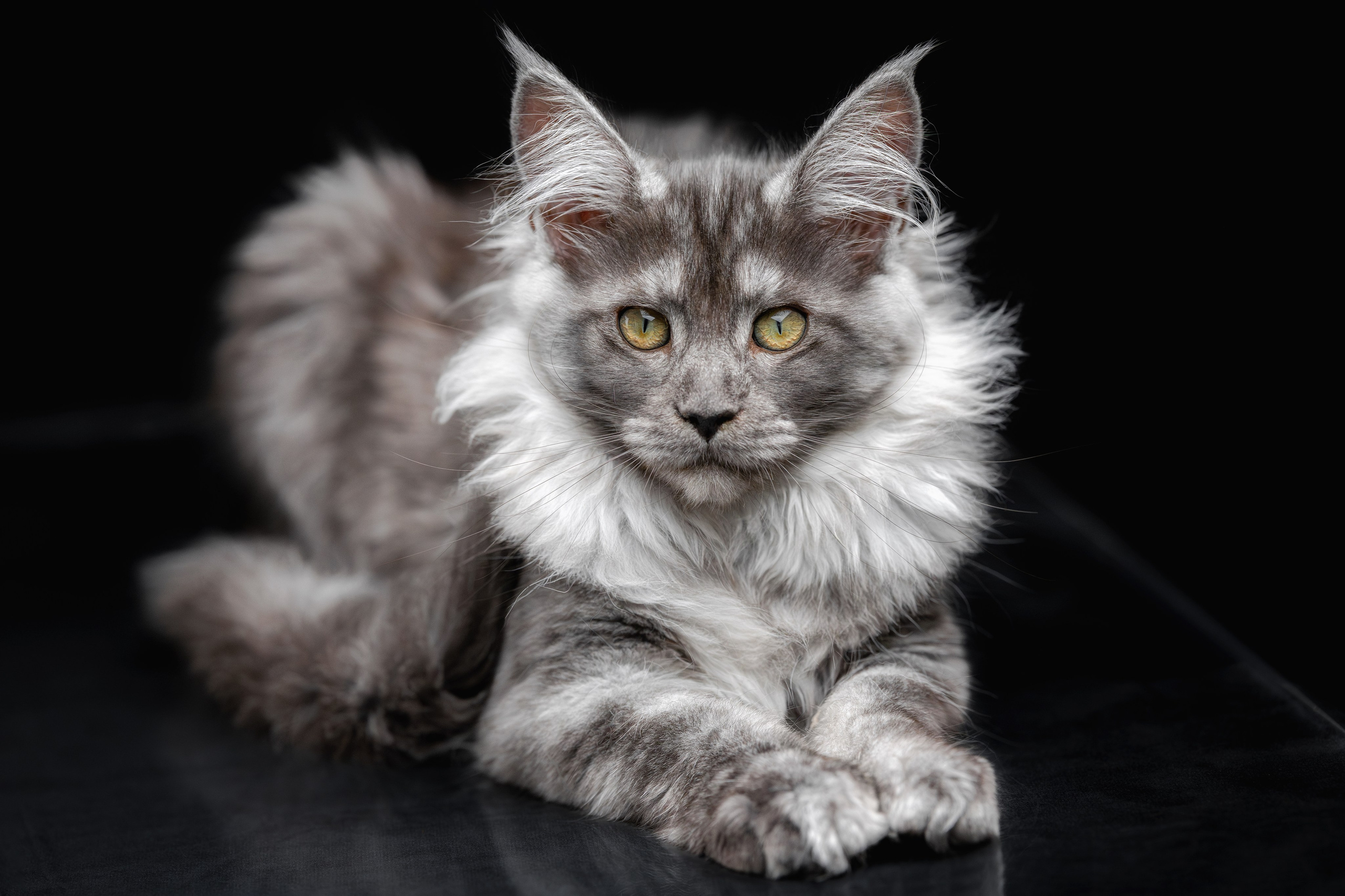 Котята породы мейн-кун. Фотограф-анималист Юлия Зубкова