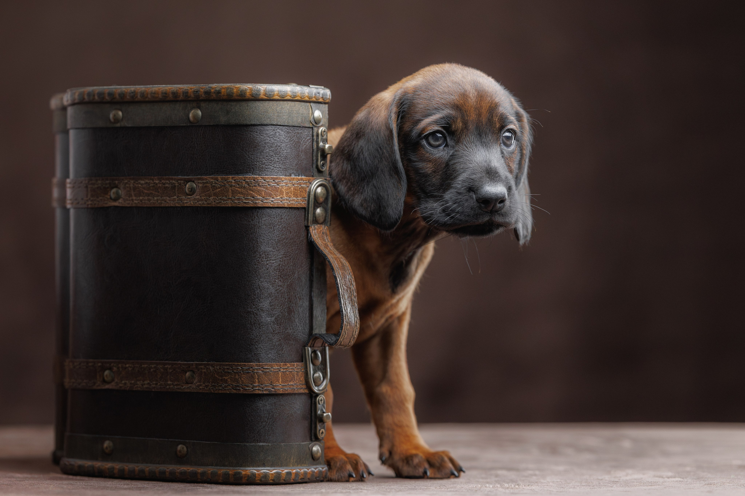 Щенки баварской горной гончей. Фотограф-анималист Юлия Зубкова