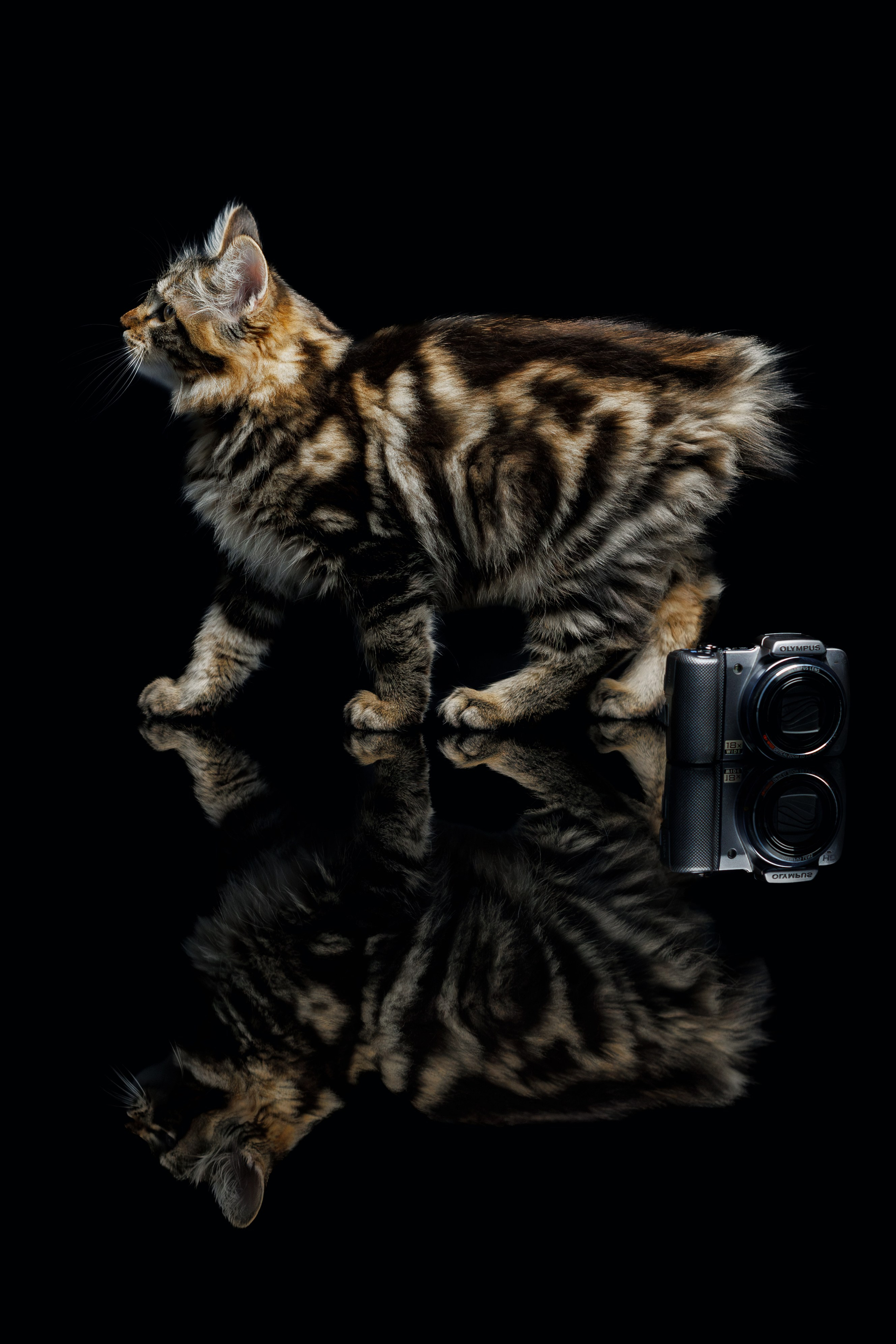 Котята породы курильский бобтейл. Фотограф-анималист Юлия Зубкова