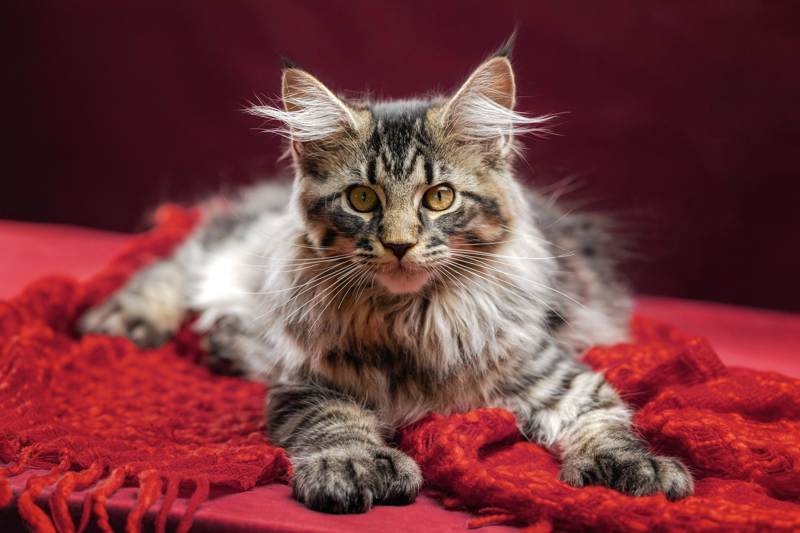 Котята породы мейн-кун. Фотограф-анималист Юлия Зубкова