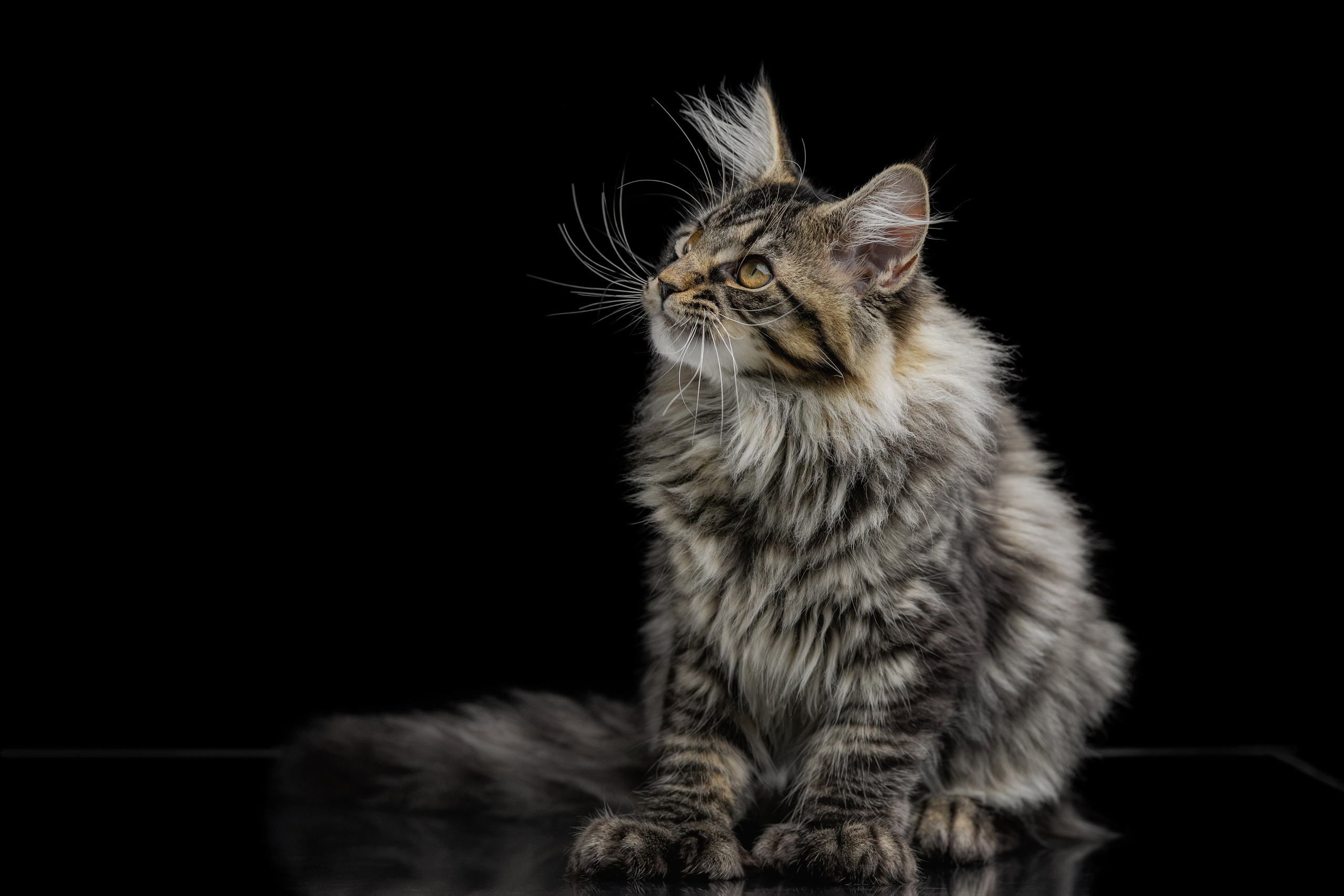 Котята породы мейн-кун. Фотограф-анималист Юлия Зубкова