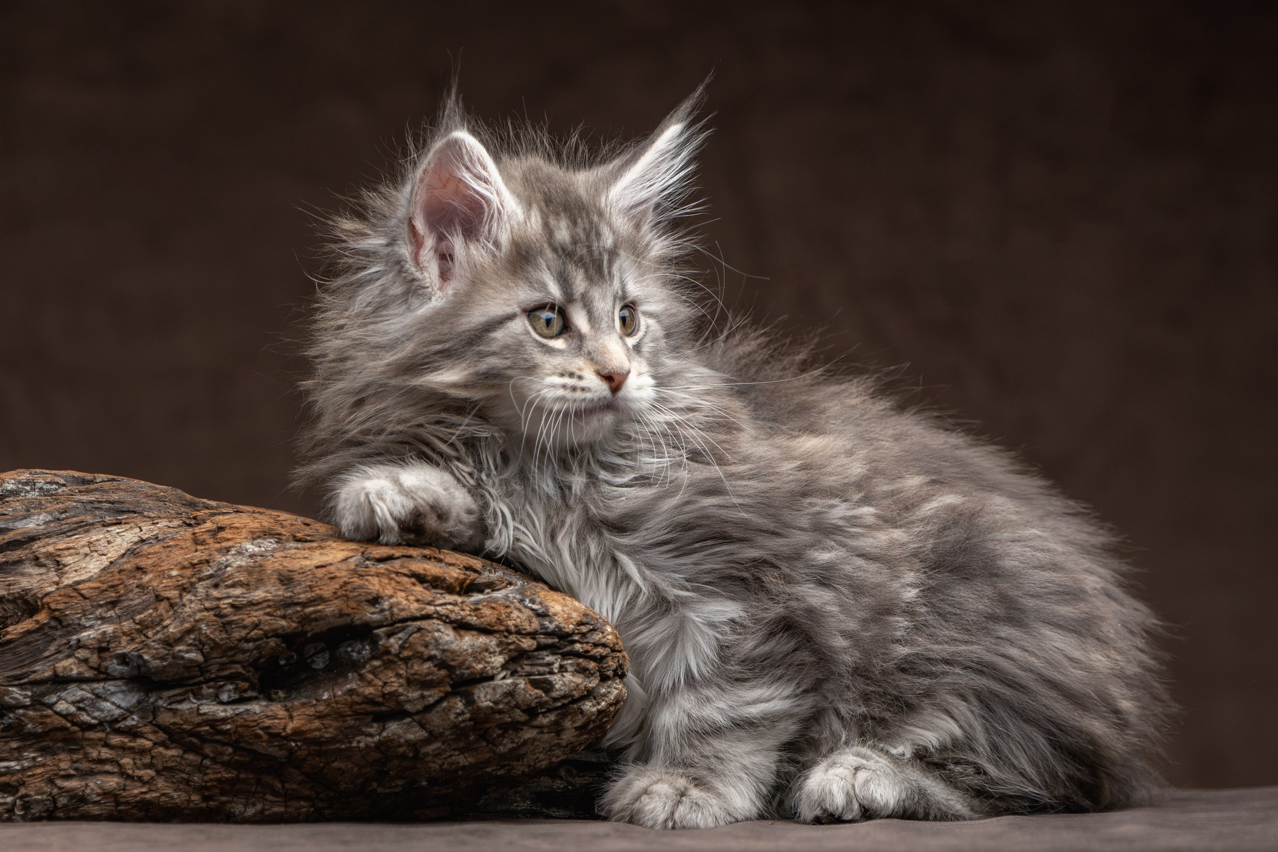 Котята породы мейн-кун. Фотограф-анималист Юлия Зубкова
