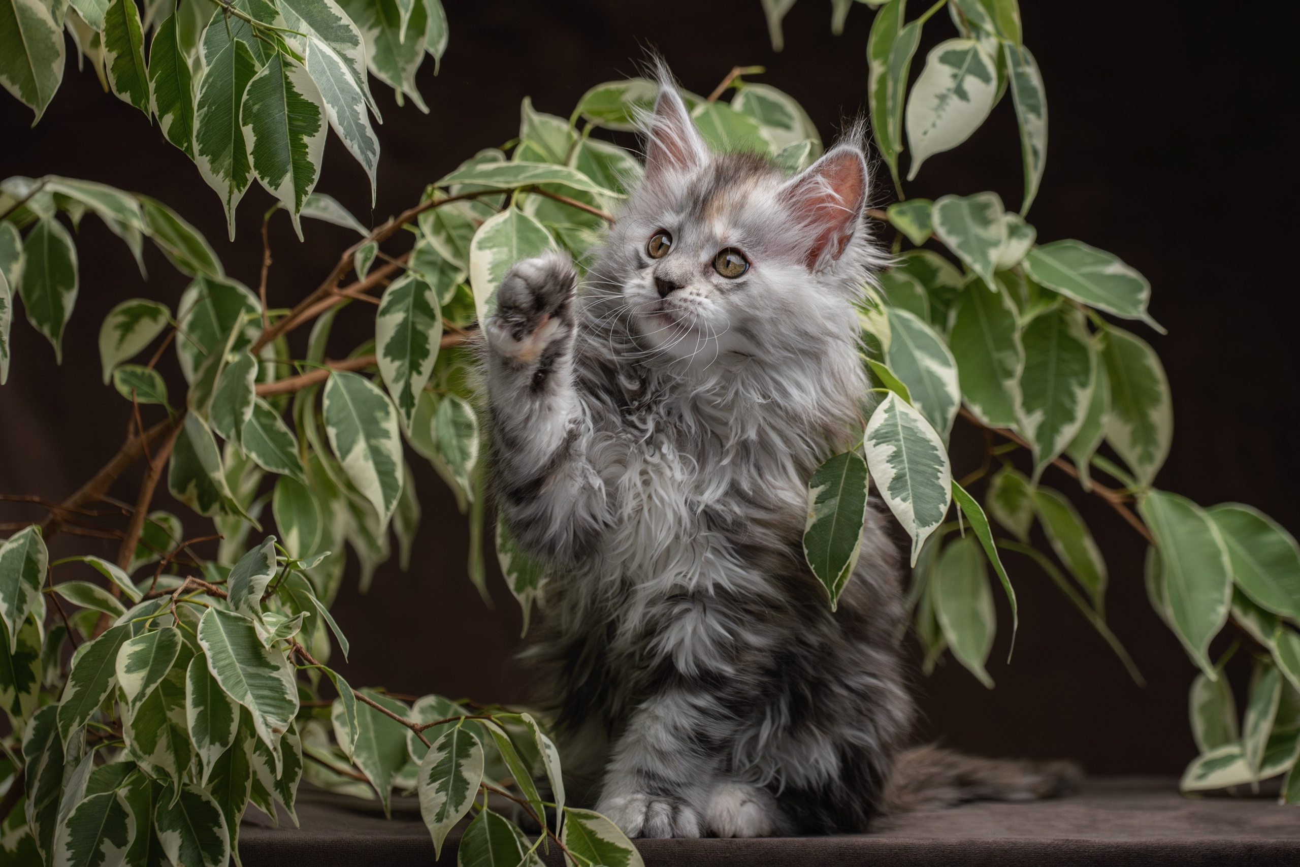 Котята породы мейн-кун. Фотограф-анималист Юлия Зубкова