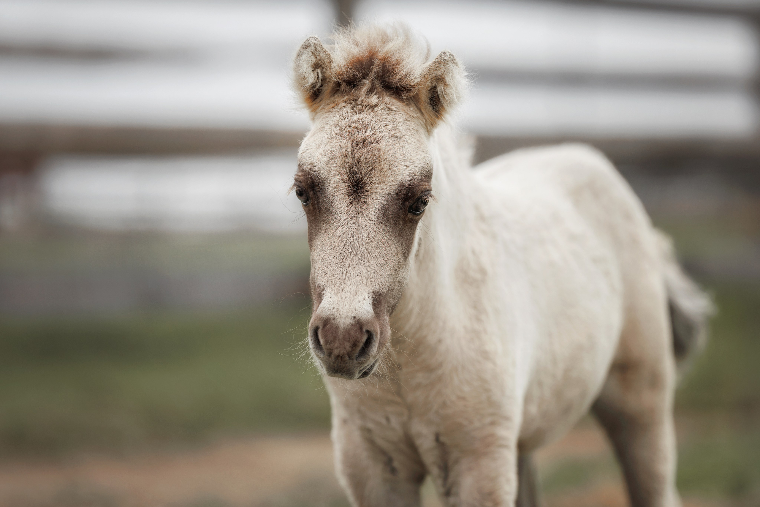 Малыш и его мама. Фотограф-анималист Юлия Зубкова