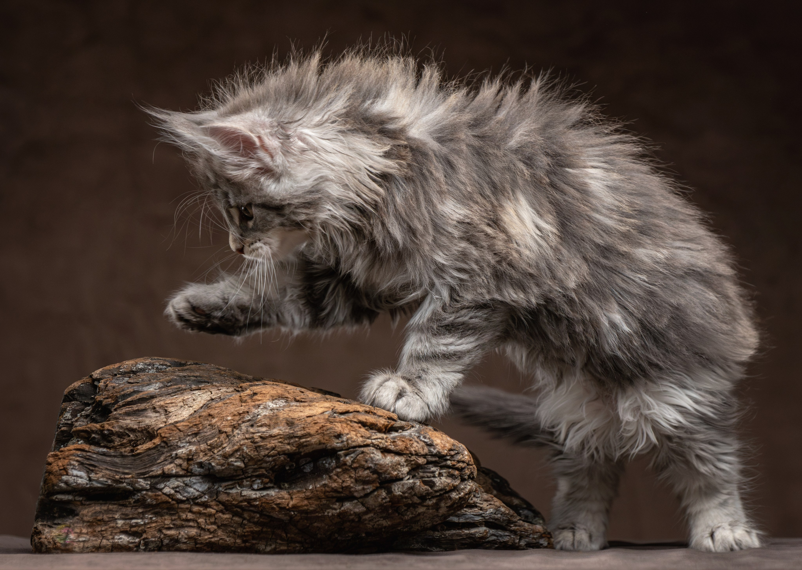 Котята породы мейн-кун. Фотограф-анималист Юлия Зубкова