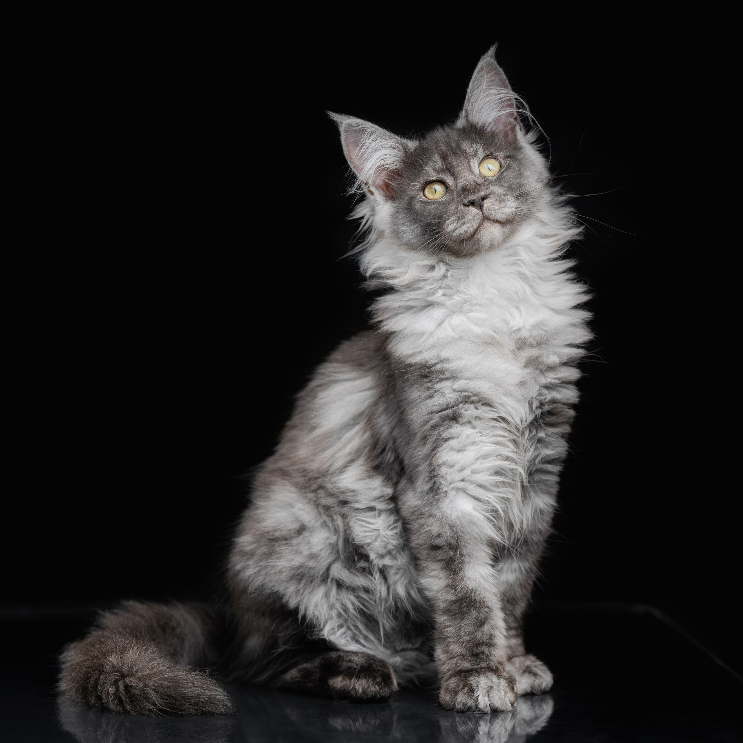 Котята породы мейн-кун. Фотограф-анималист Юлия Зубкова