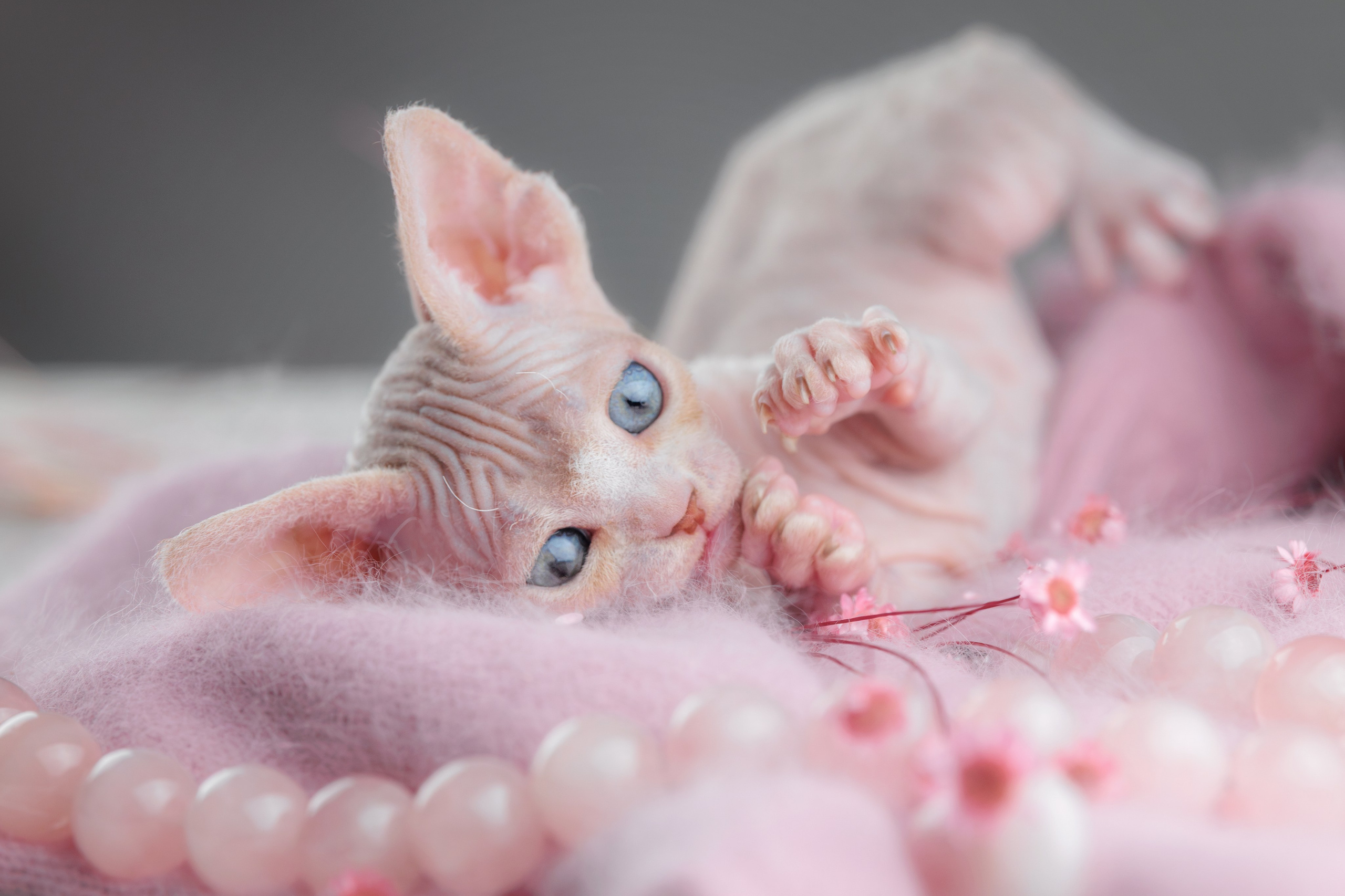 Котята породы девон-рекс. Фотограф-анималист Юлия Зубкова