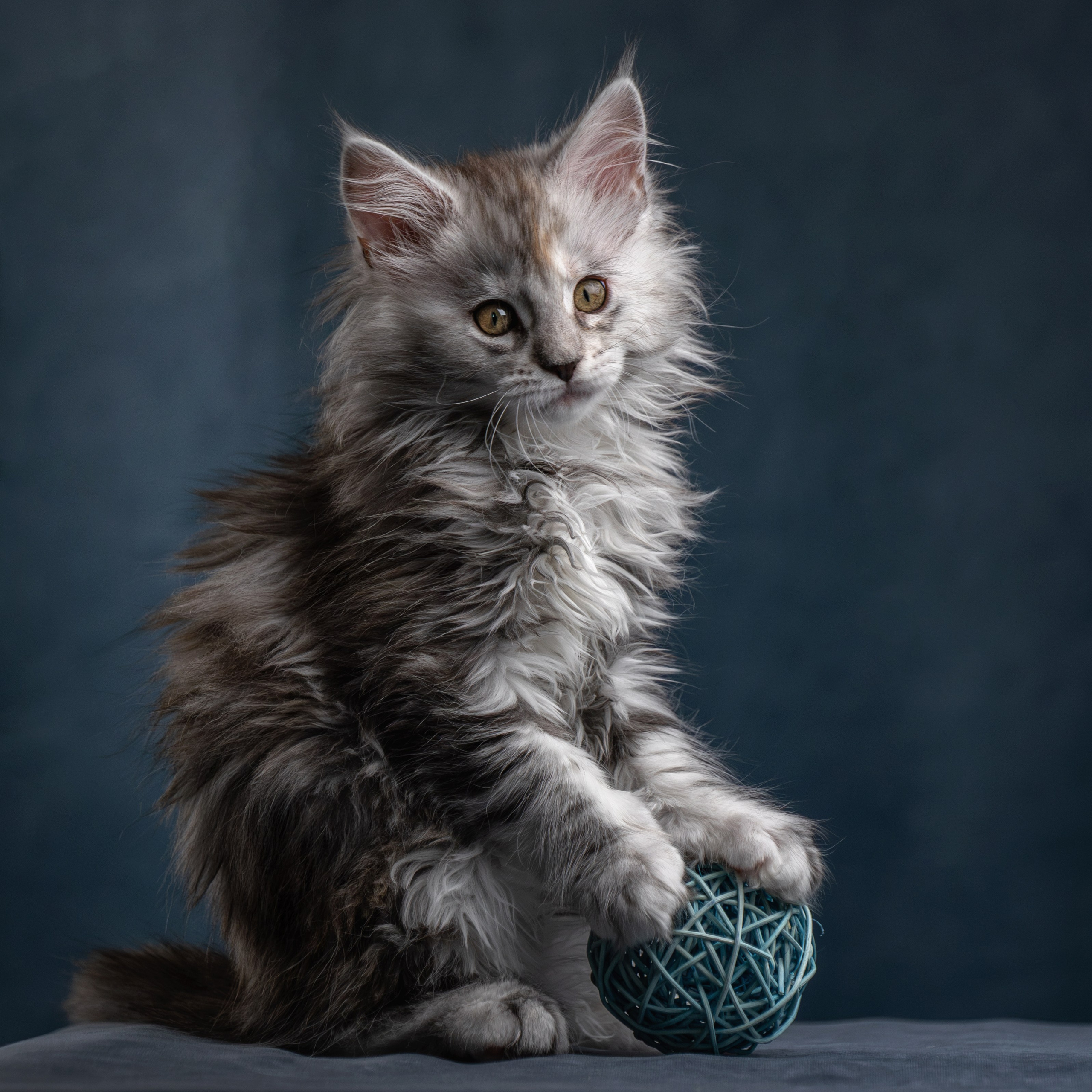 Котята породы мейн-кун. Фотограф-анималист Юлия Зубкова