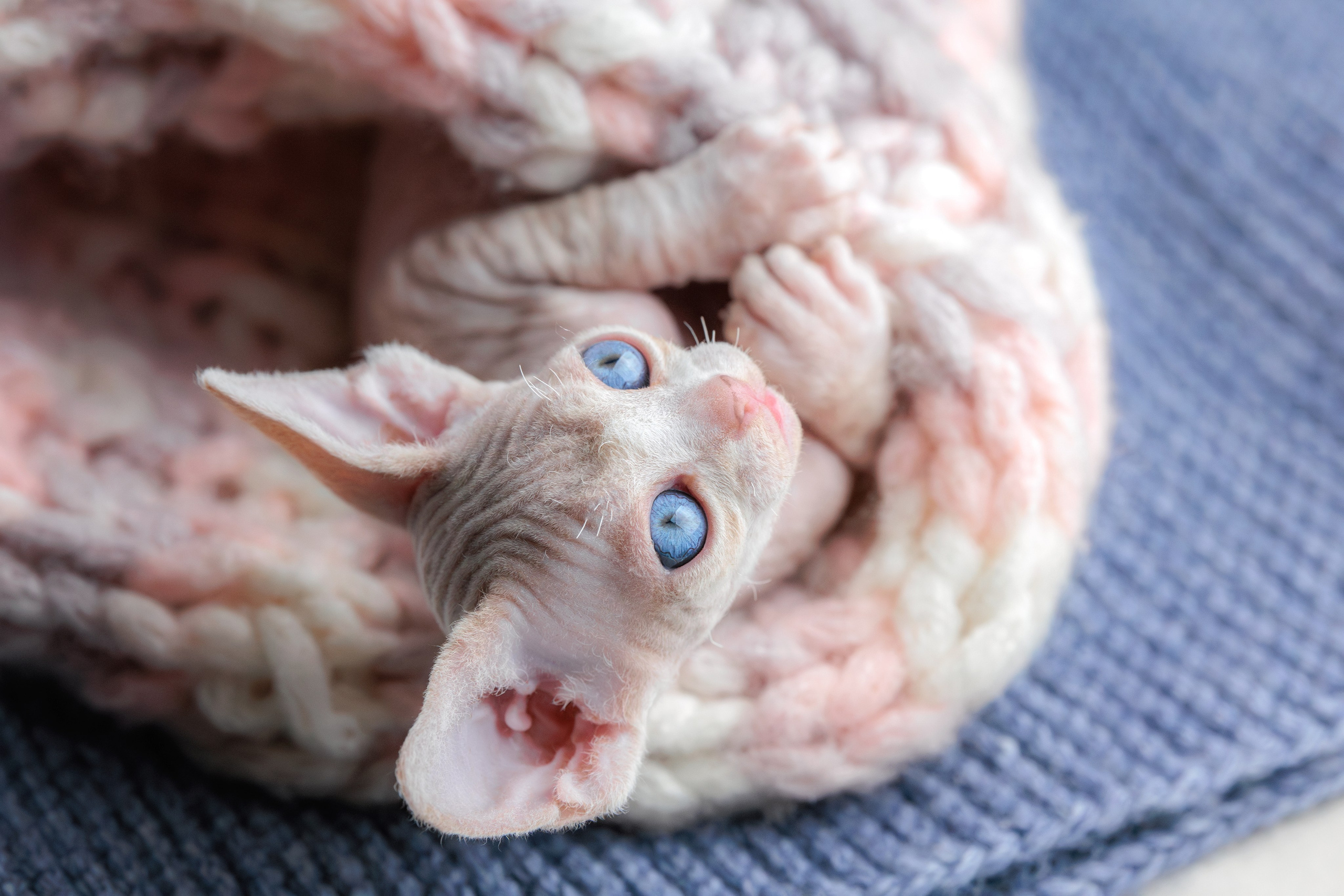 Котята породы девон-рекс. Фотограф-анималист Юлия Зубкова
