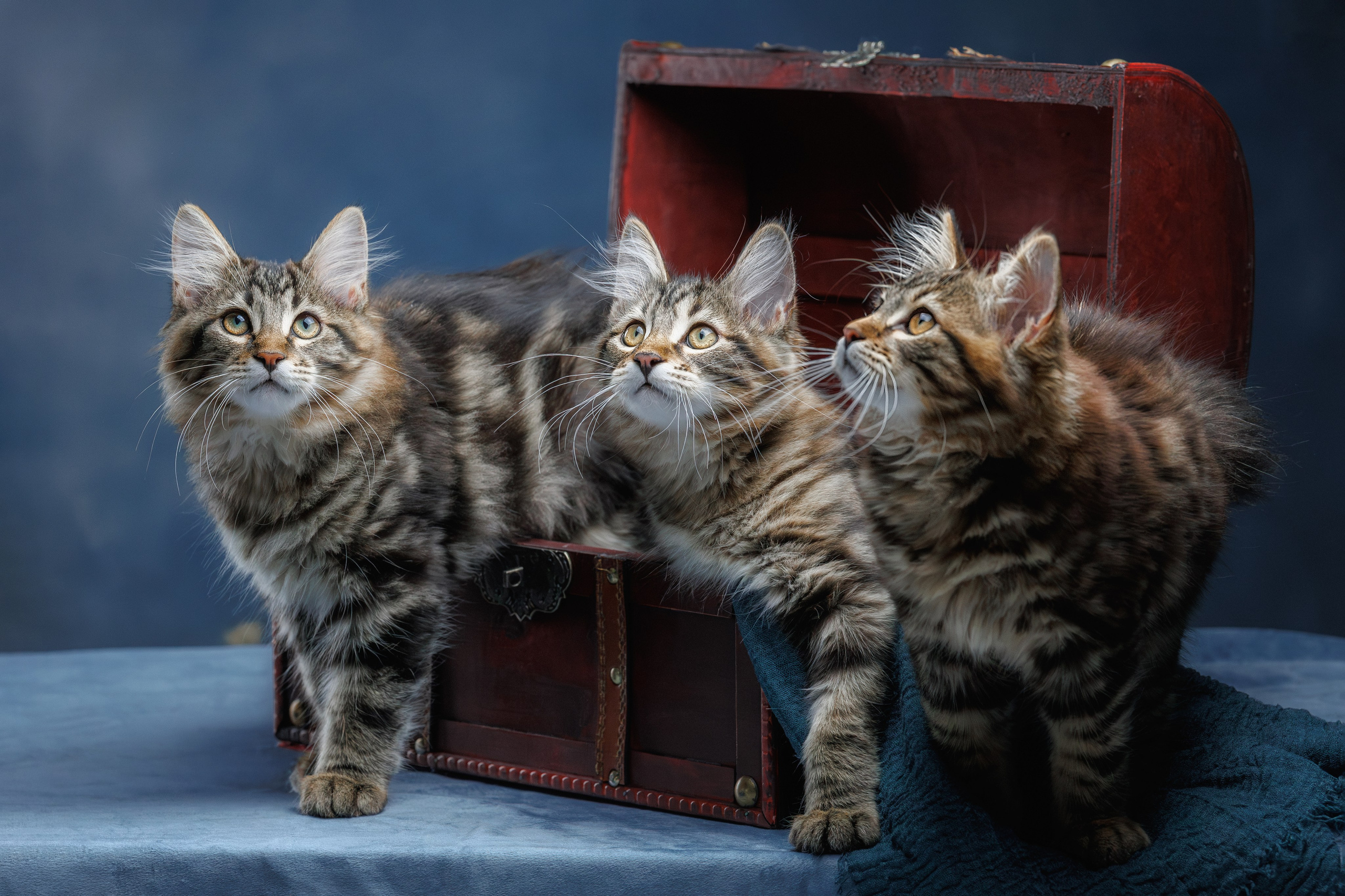 Котята породы курильский бобтейл. Фотограф-анималист Юлия Зубкова
