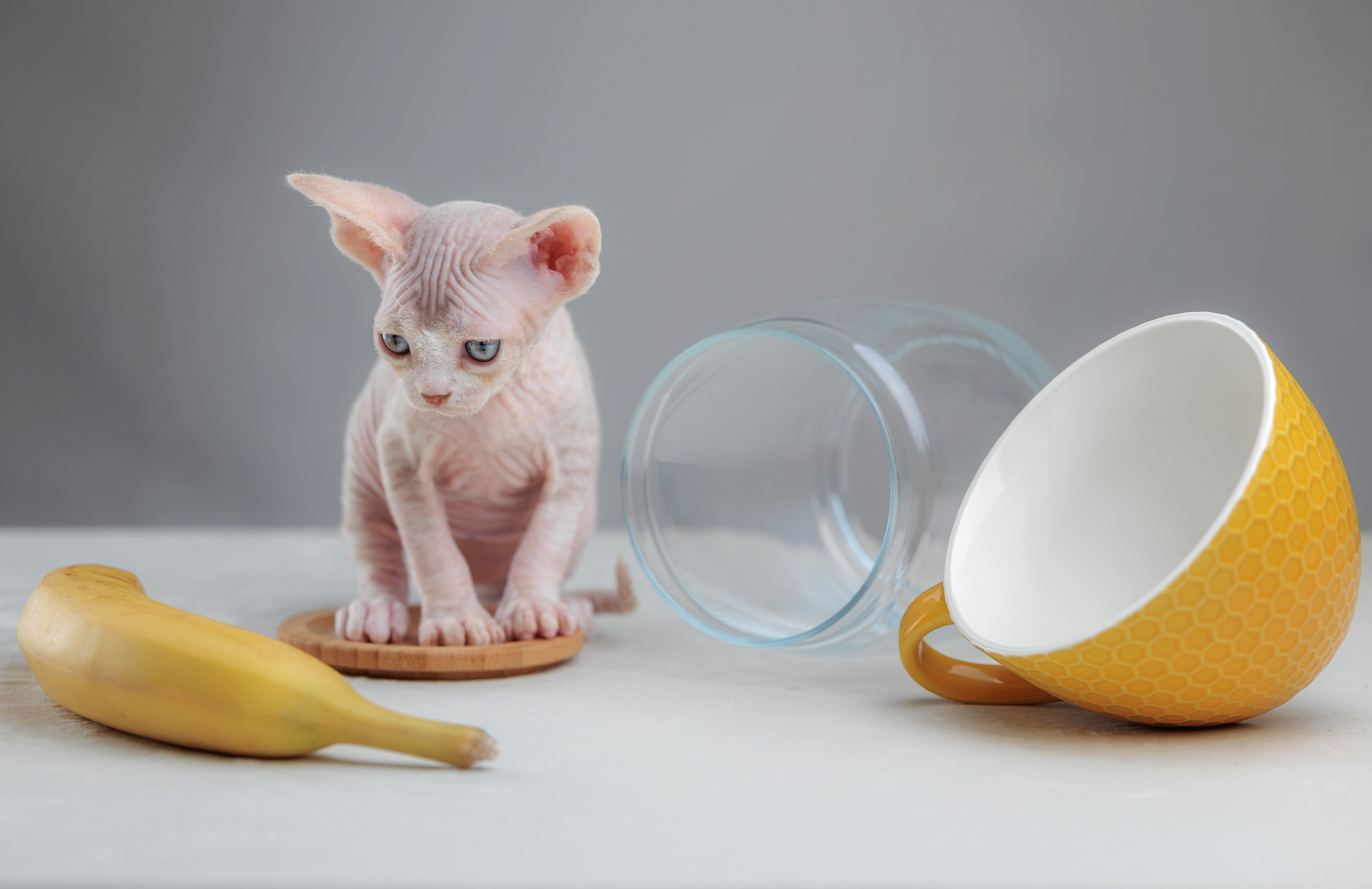 Котята породы девон-рекс. Фотограф-анималист Юлия Зубкова