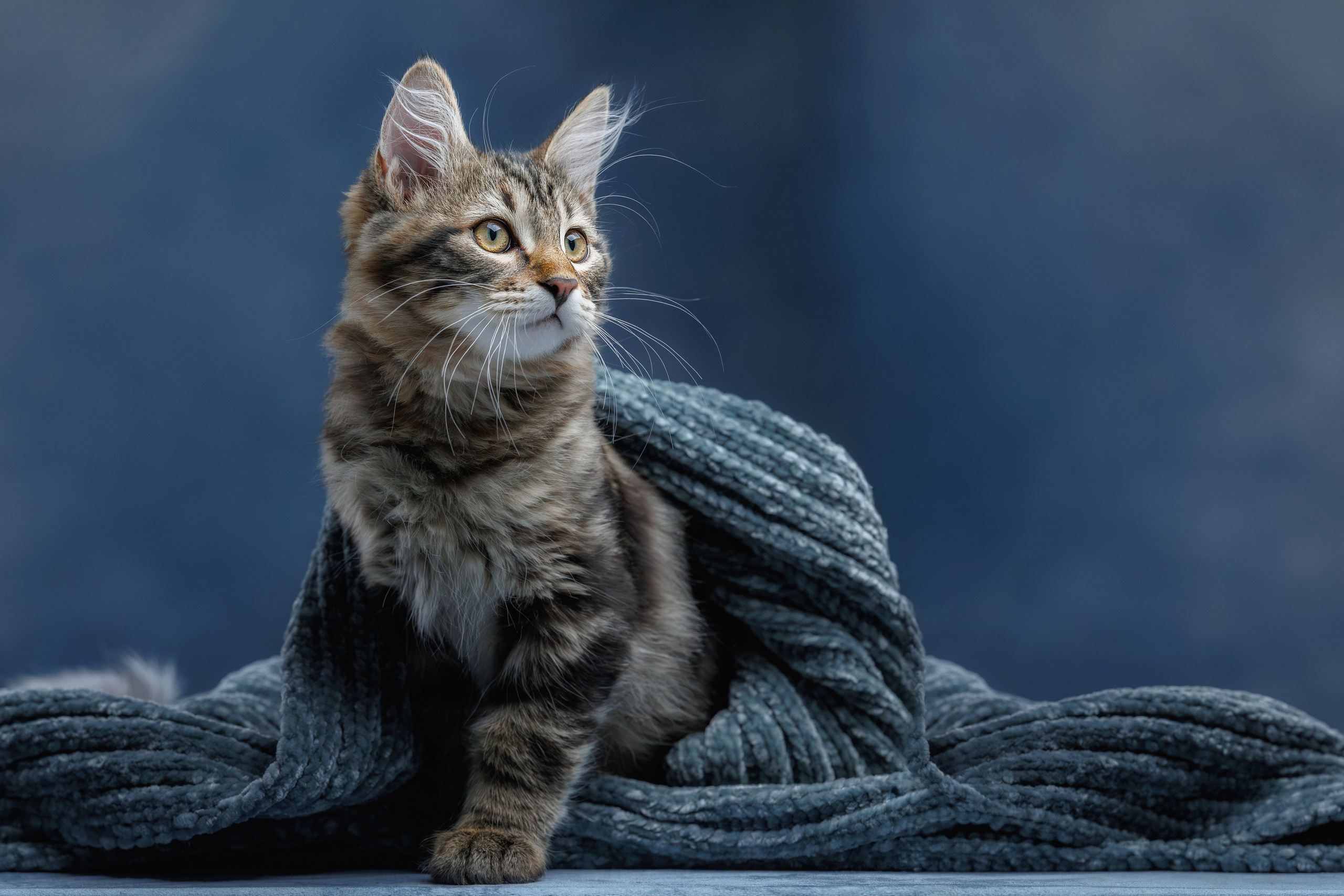 Котята породы курильский бобтейл. Фотограф-анималист Юлия Зубкова