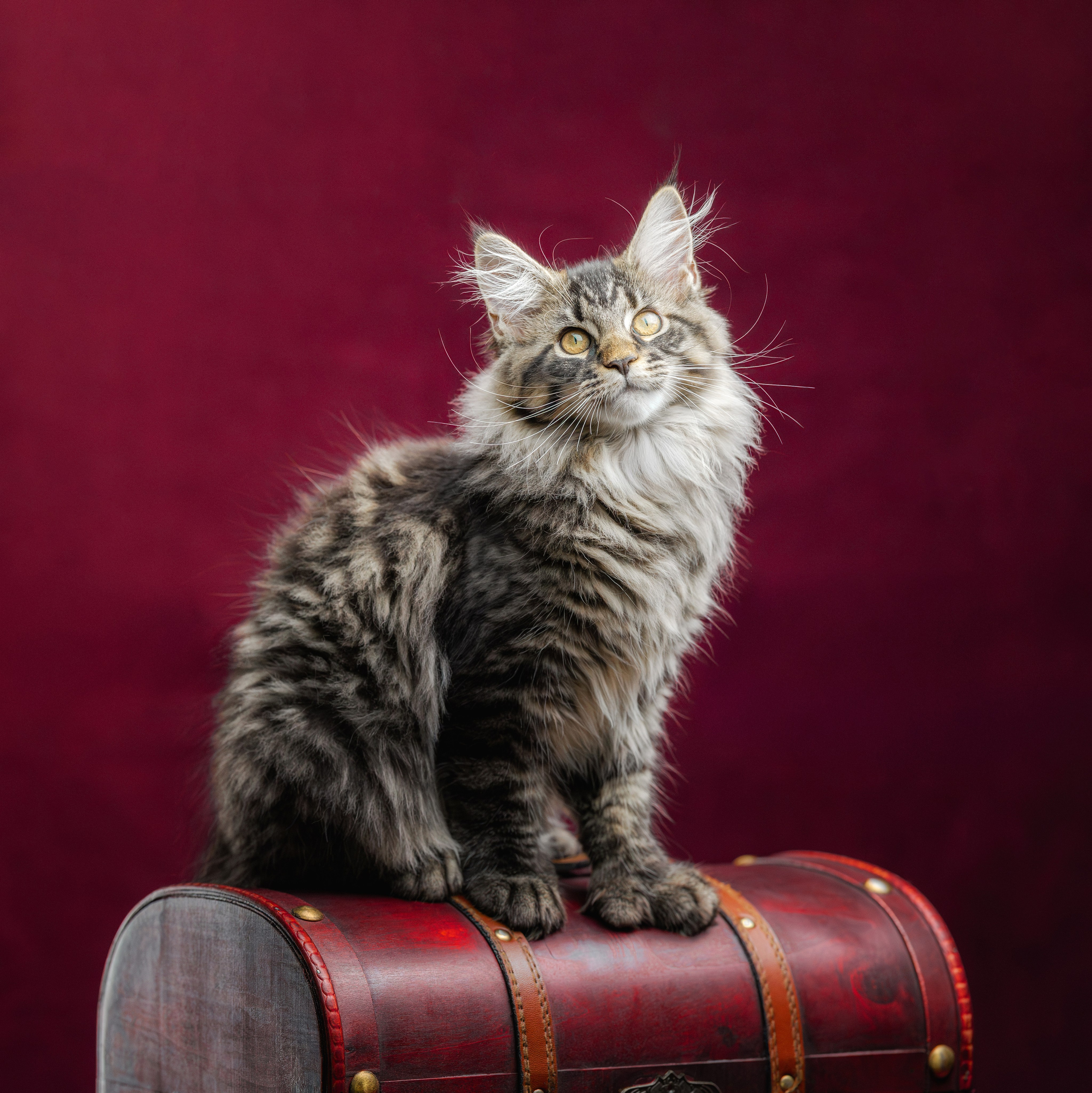 Котята породы мейн-кун. Фотограф-анималист Юлия Зубкова