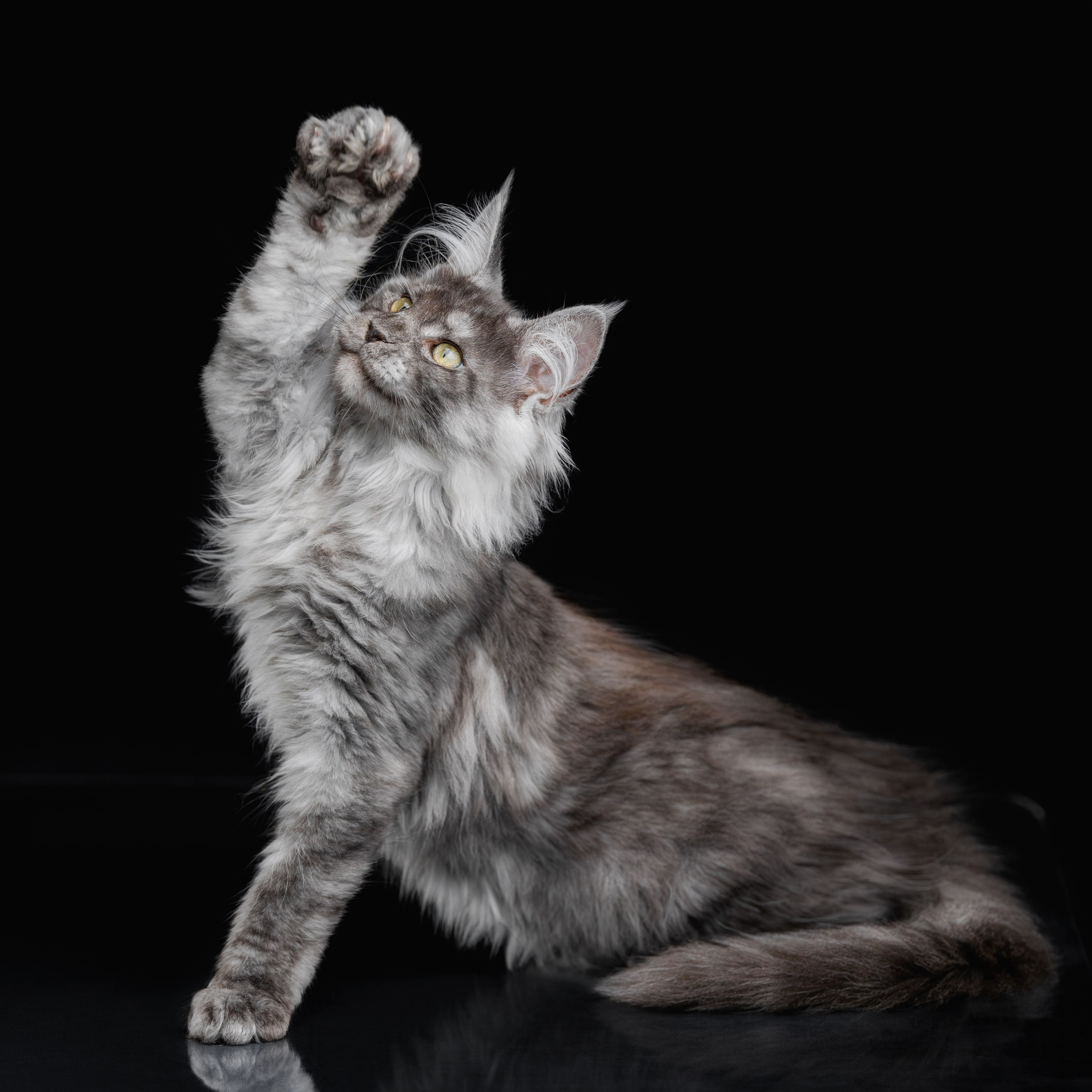 Котята породы мейн-кун. Фотограф-анималист Юлия Зубкова