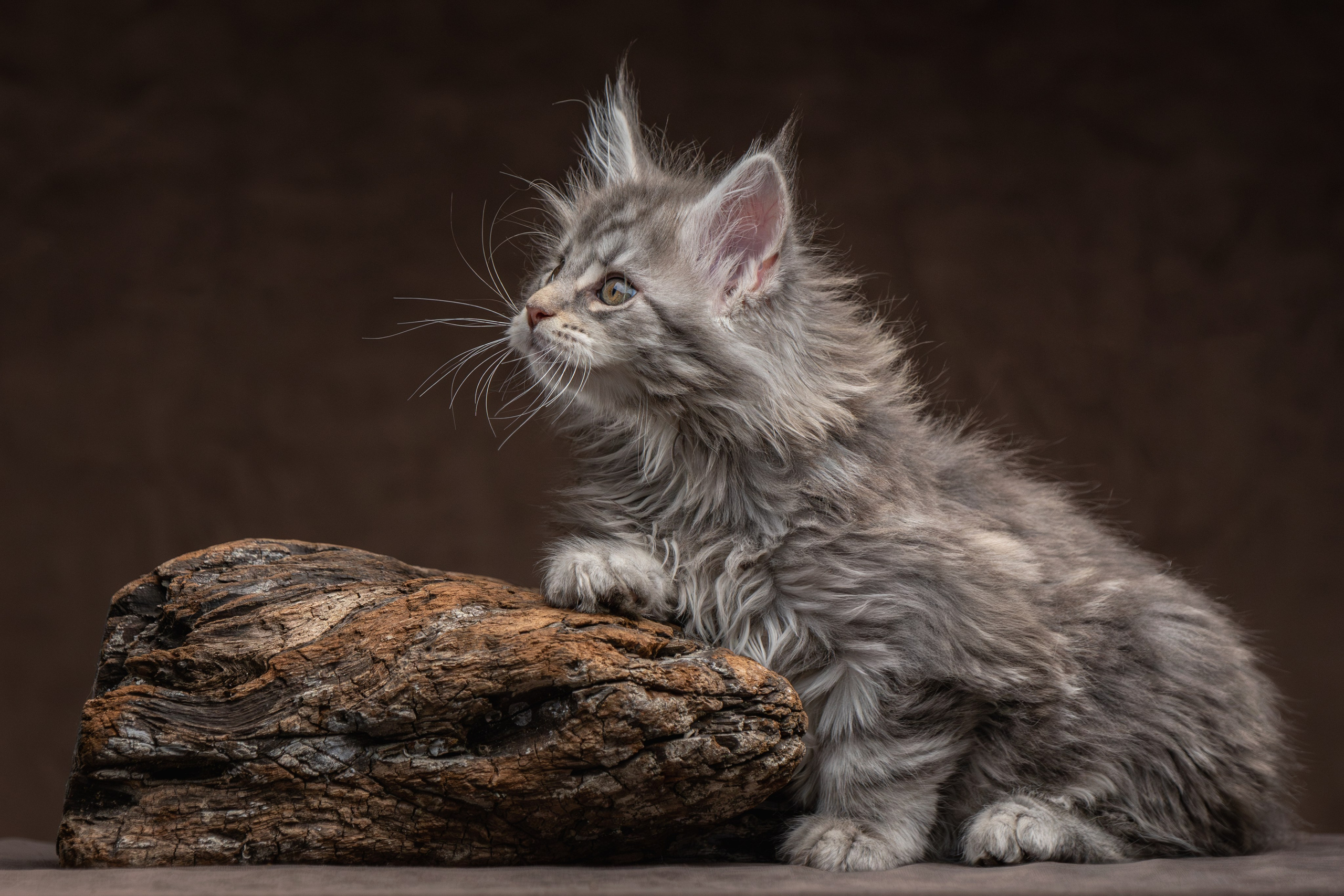Котята породы мейн-кун. Фотограф-анималист Юлия Зубкова