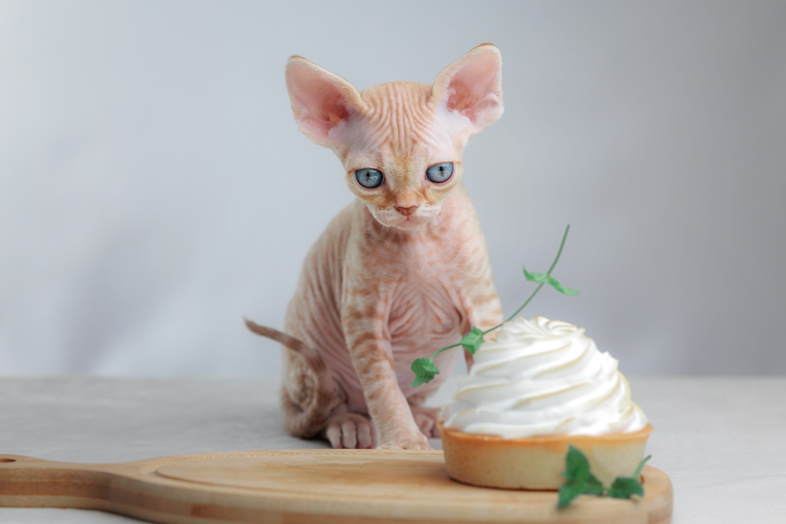 Котята породы девон-рекс. Фотограф-анималист Юлия Зубкова
